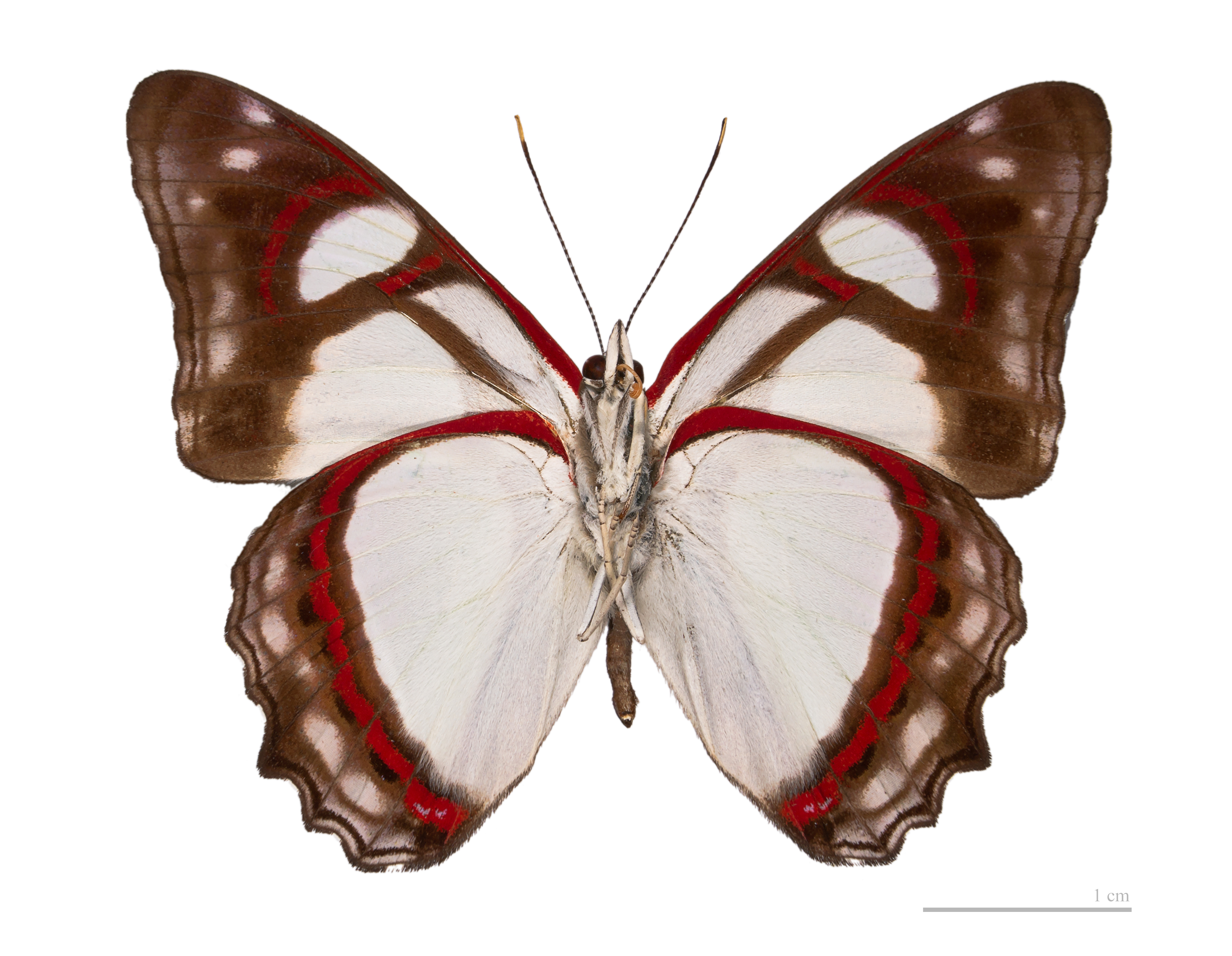 Pyrrhogyra amphiro agilis MHNT ventre