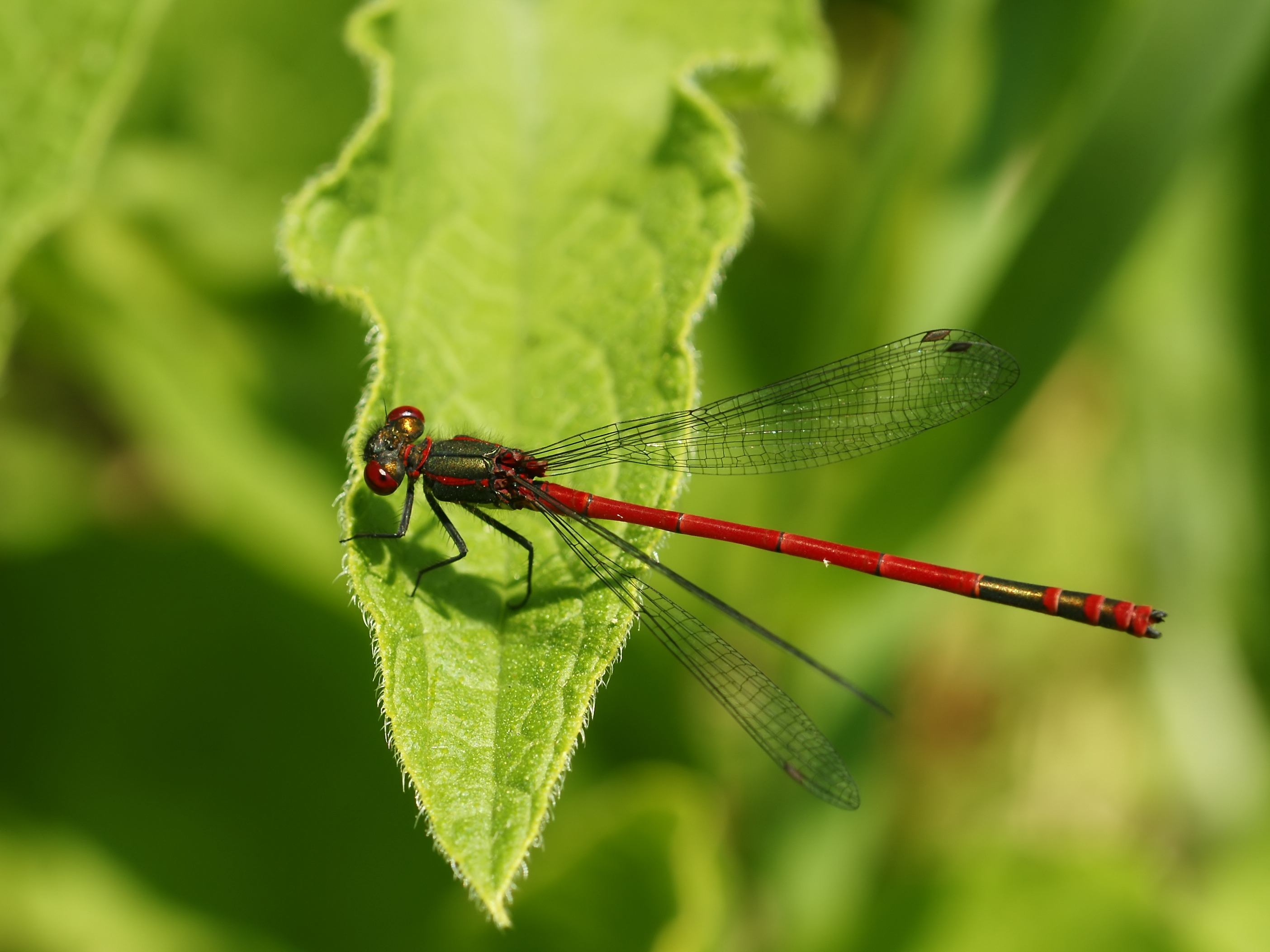 Pyrrhosoma nymphula