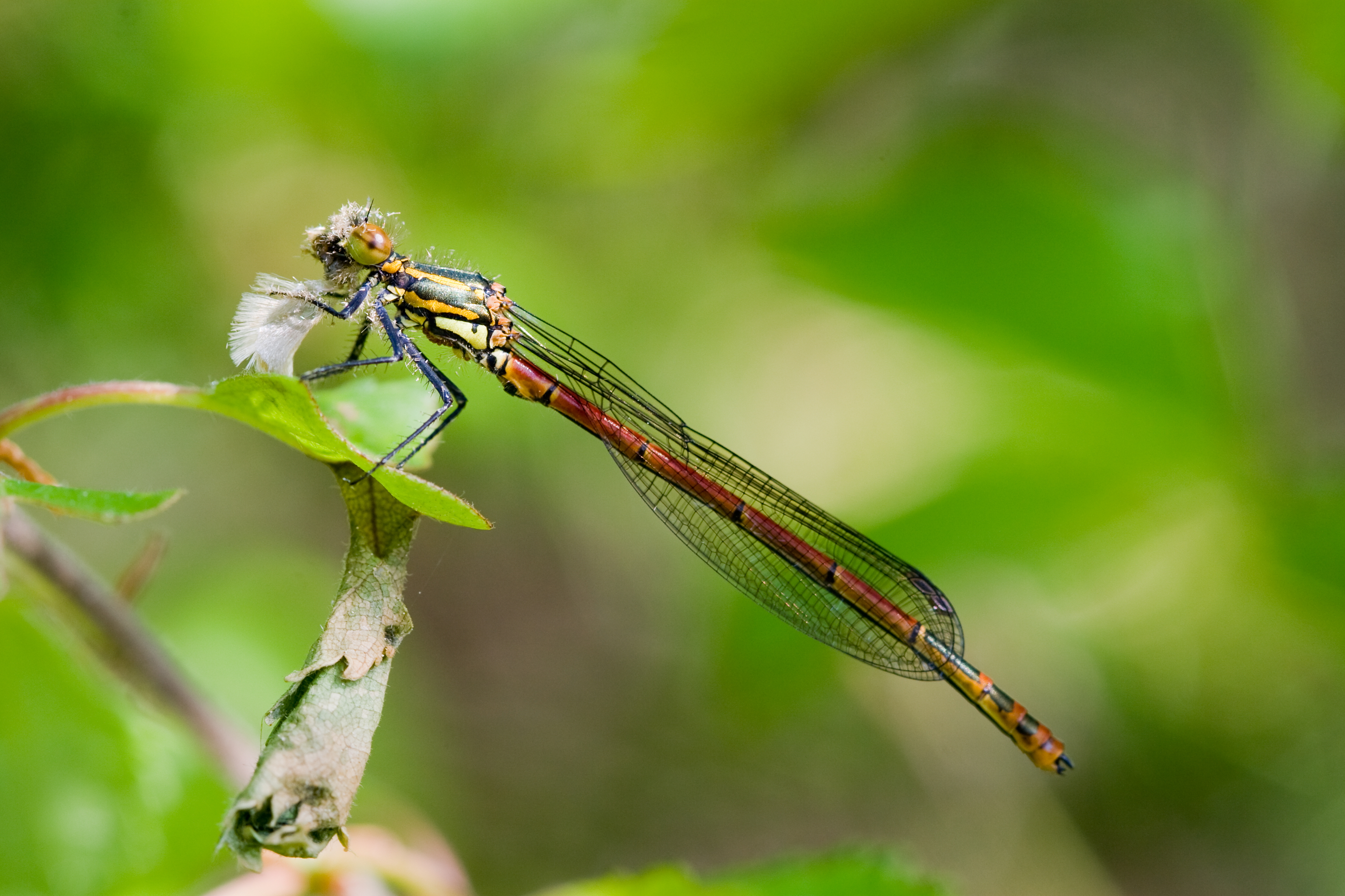 Pyrrhosoma nymphula 11(loz)