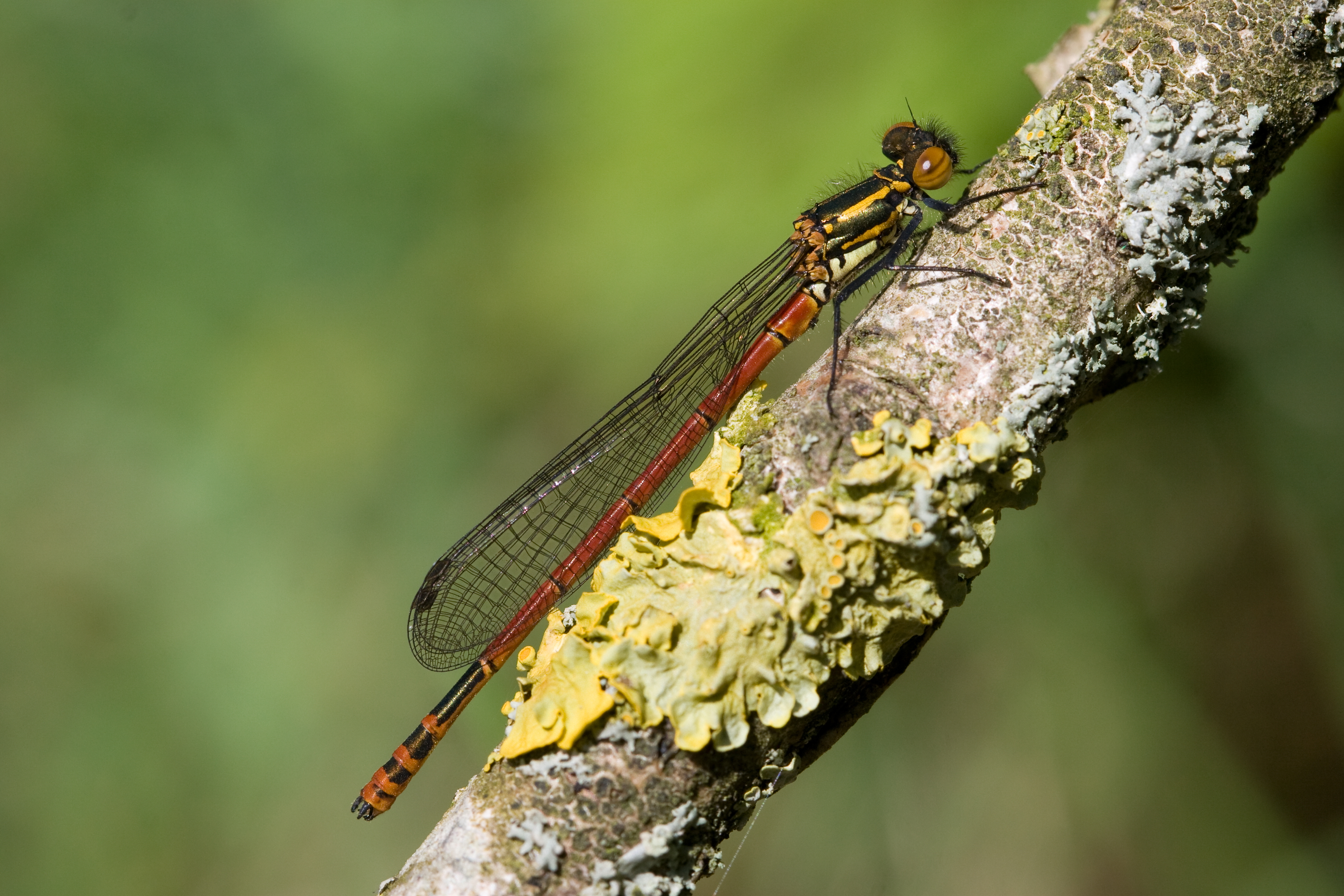 Pyrrhosoma nymphula 15(loz)