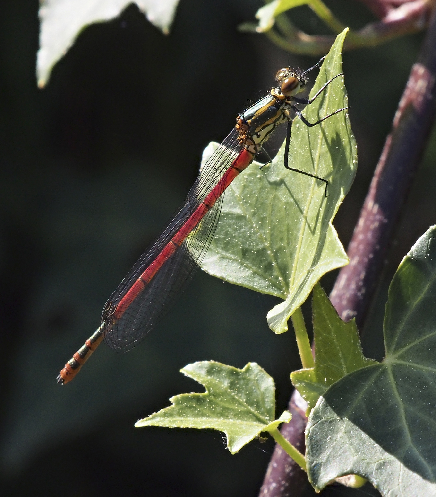 Pyrrhosoma nymphula 20150401
