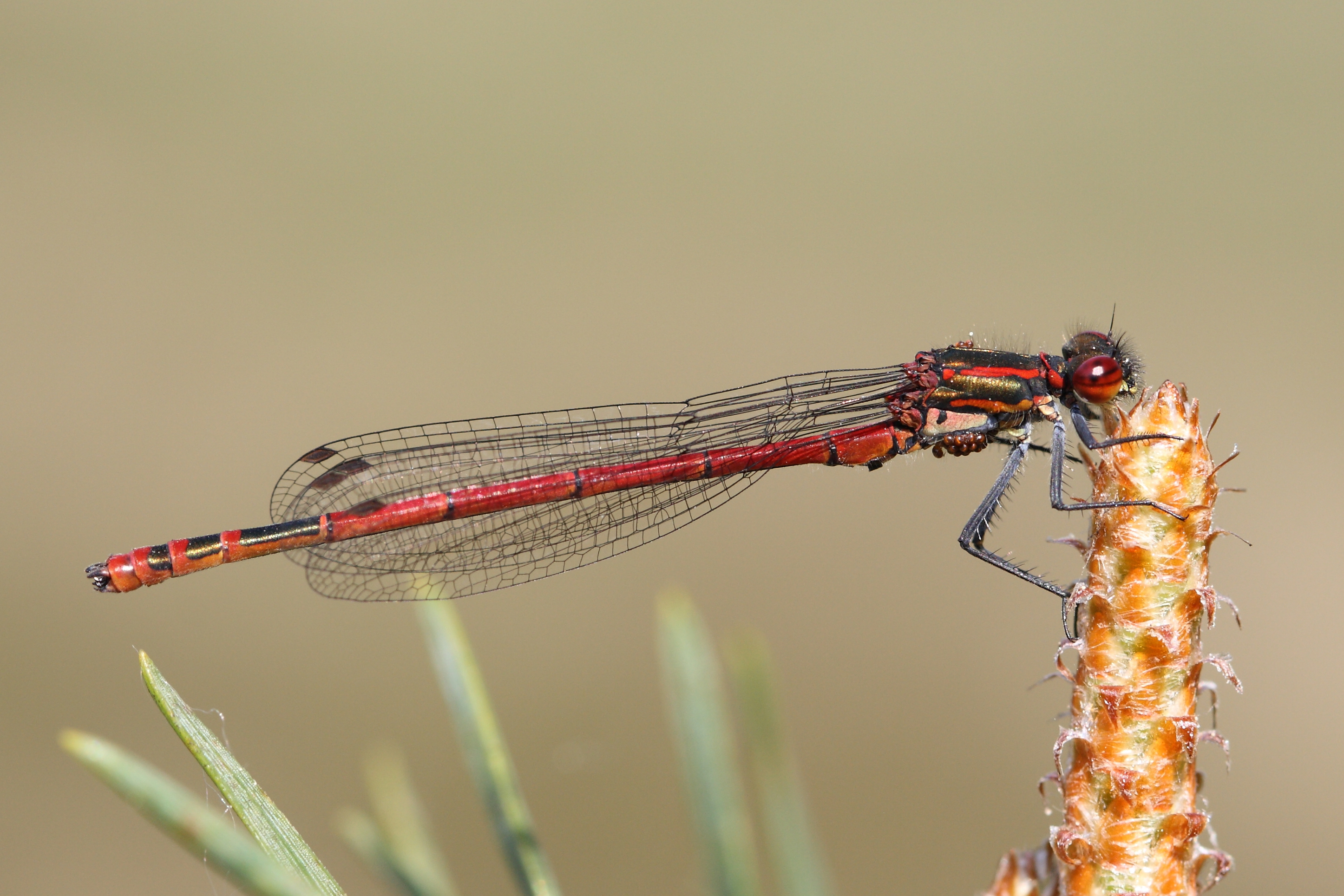 Pyrrhosoma nymphula 2(loz)