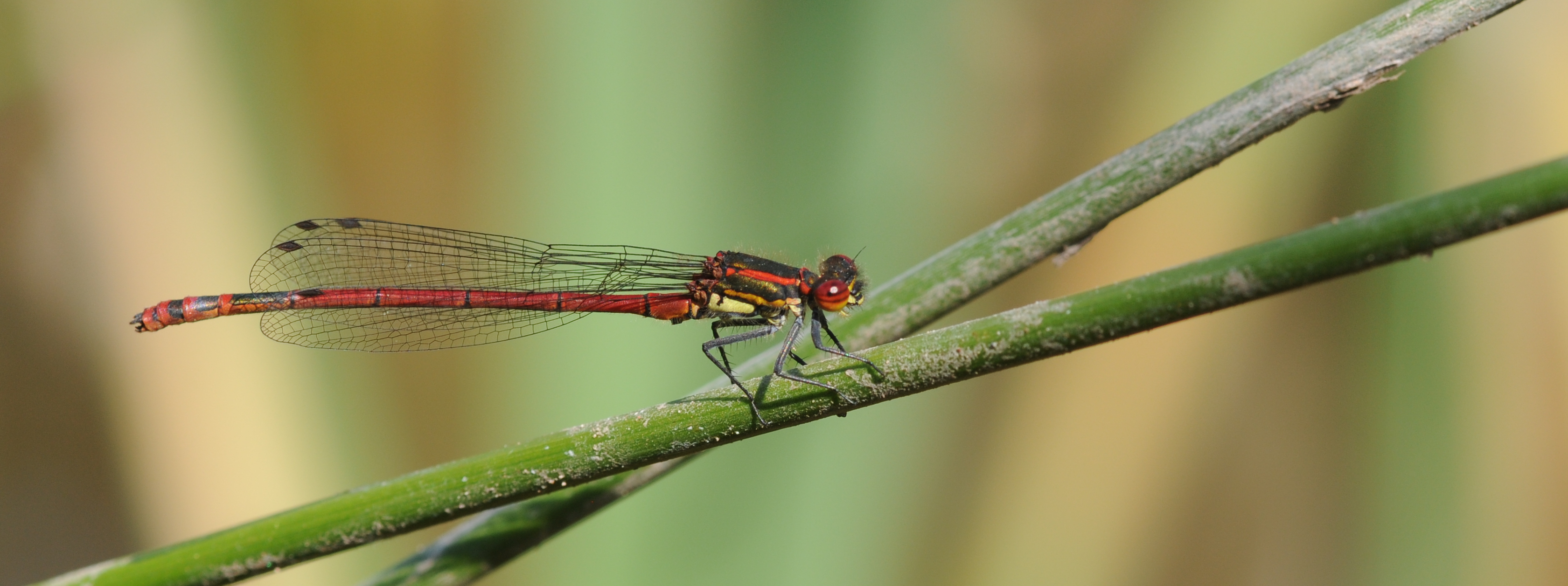 Pyrrhosoma nymphula (1)