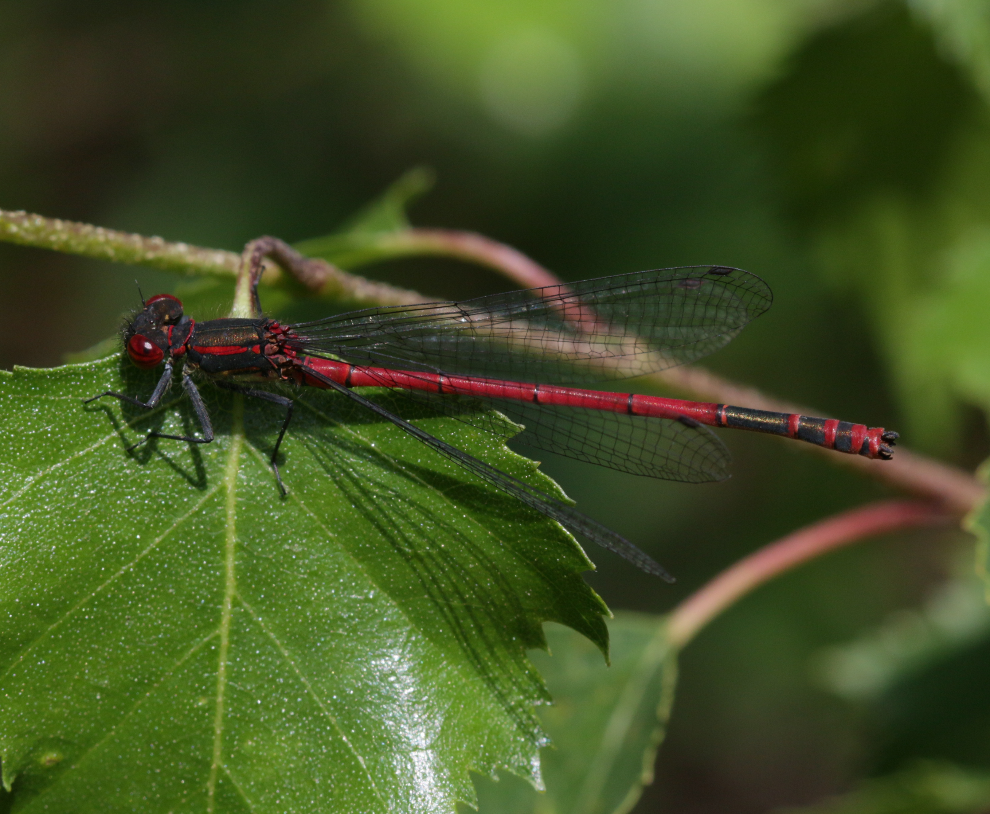 Pyrrhosoma nymphula - Flickr - S. Rae (1)