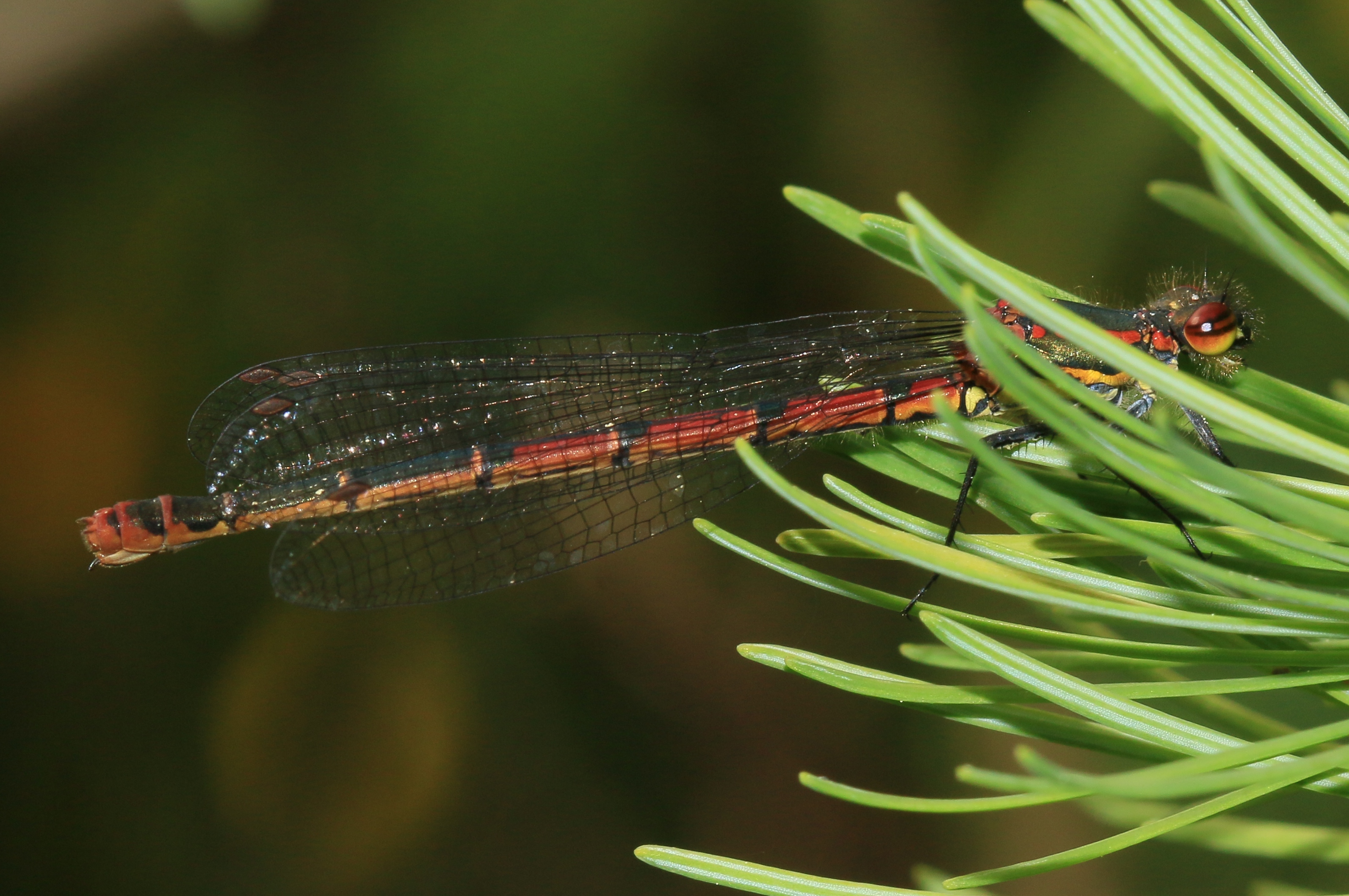 Pyrrhosoma nymphula (Large Red Damselfly) - Flickr - S. Rae