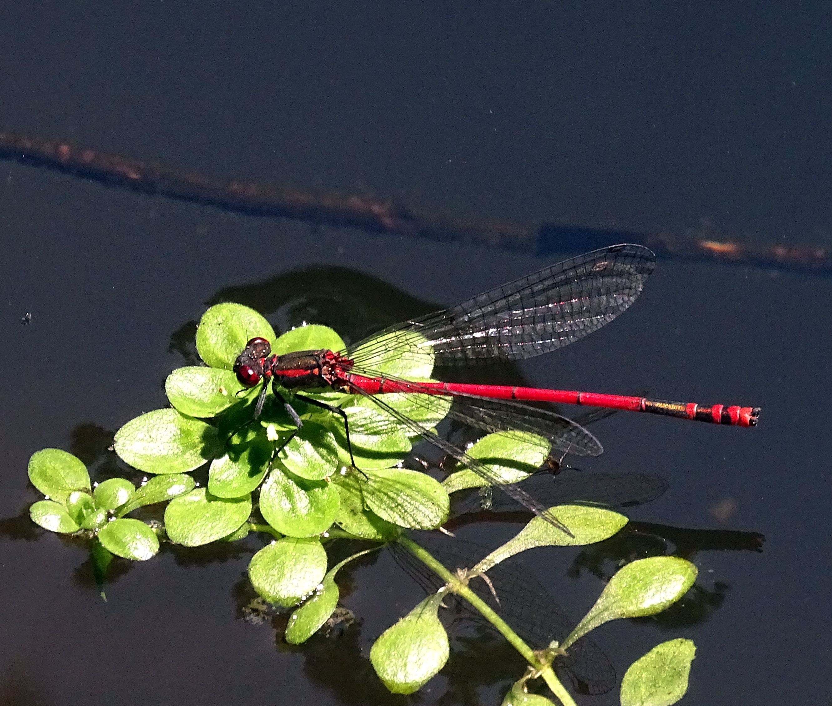 Pyrrhosoma nymphula (Sulzer, 1776) - mužjak