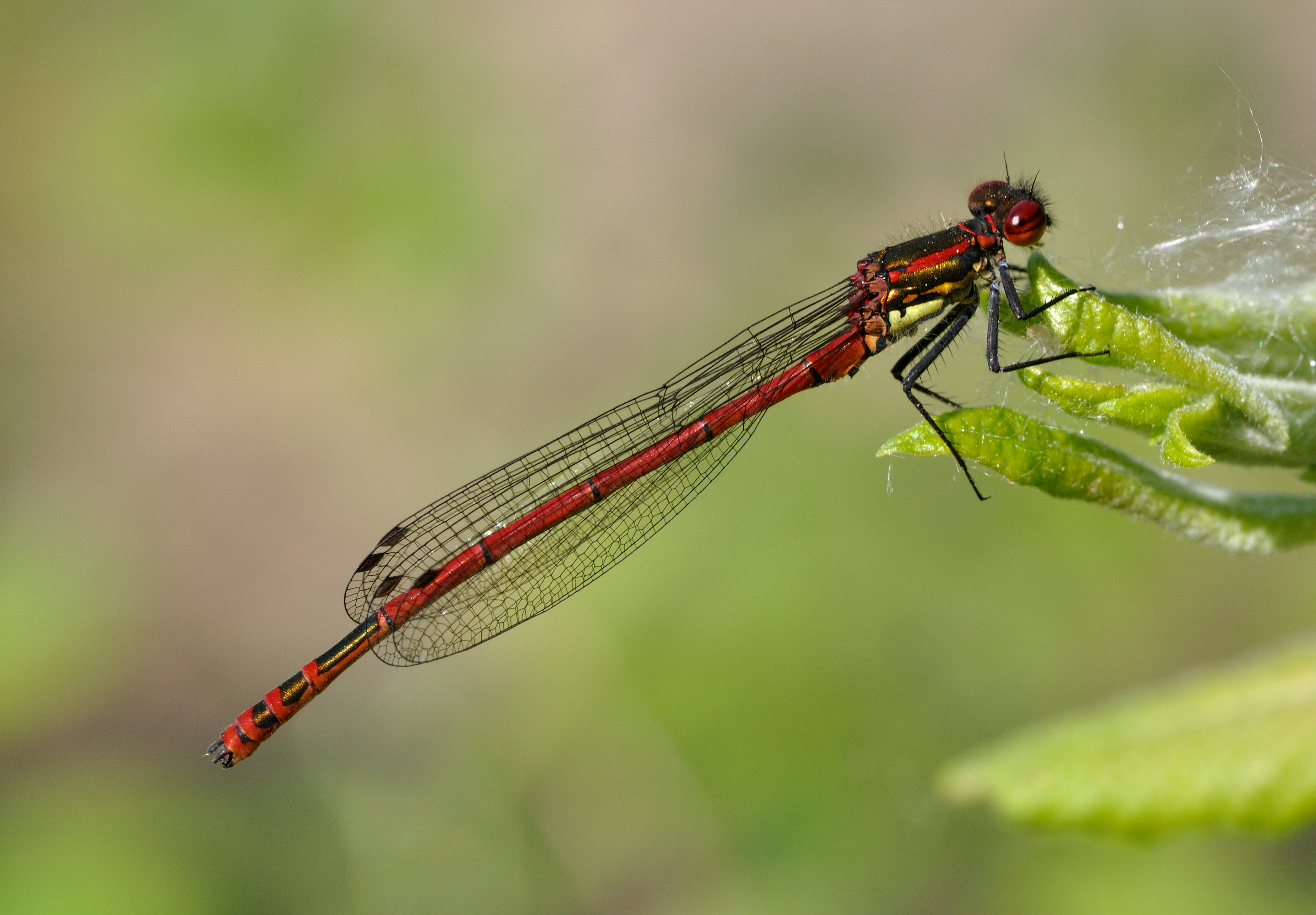Pyrrhosoma nymphula qtl5