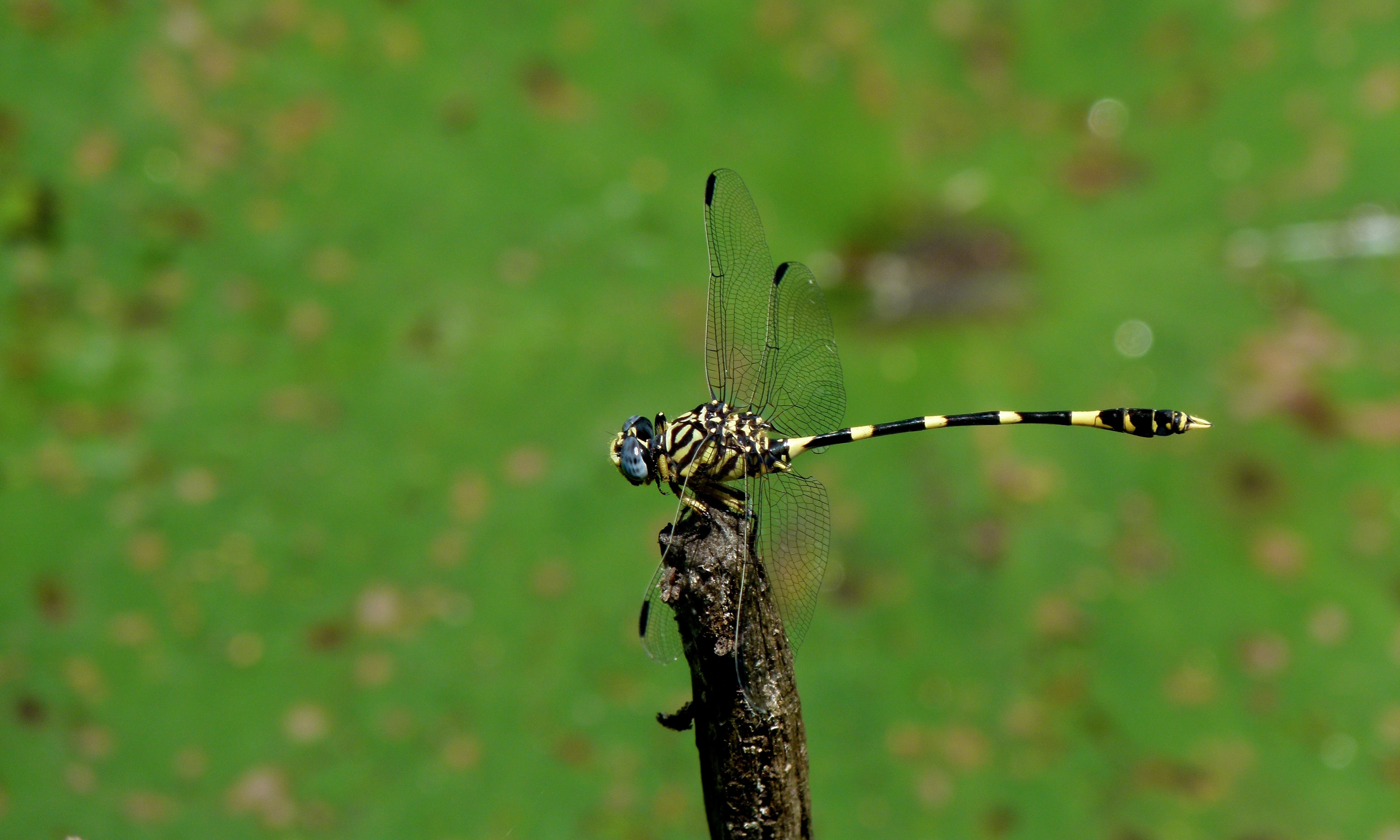 Quarre's Fingertail (Gomphidia quarrei) male (6607452059)