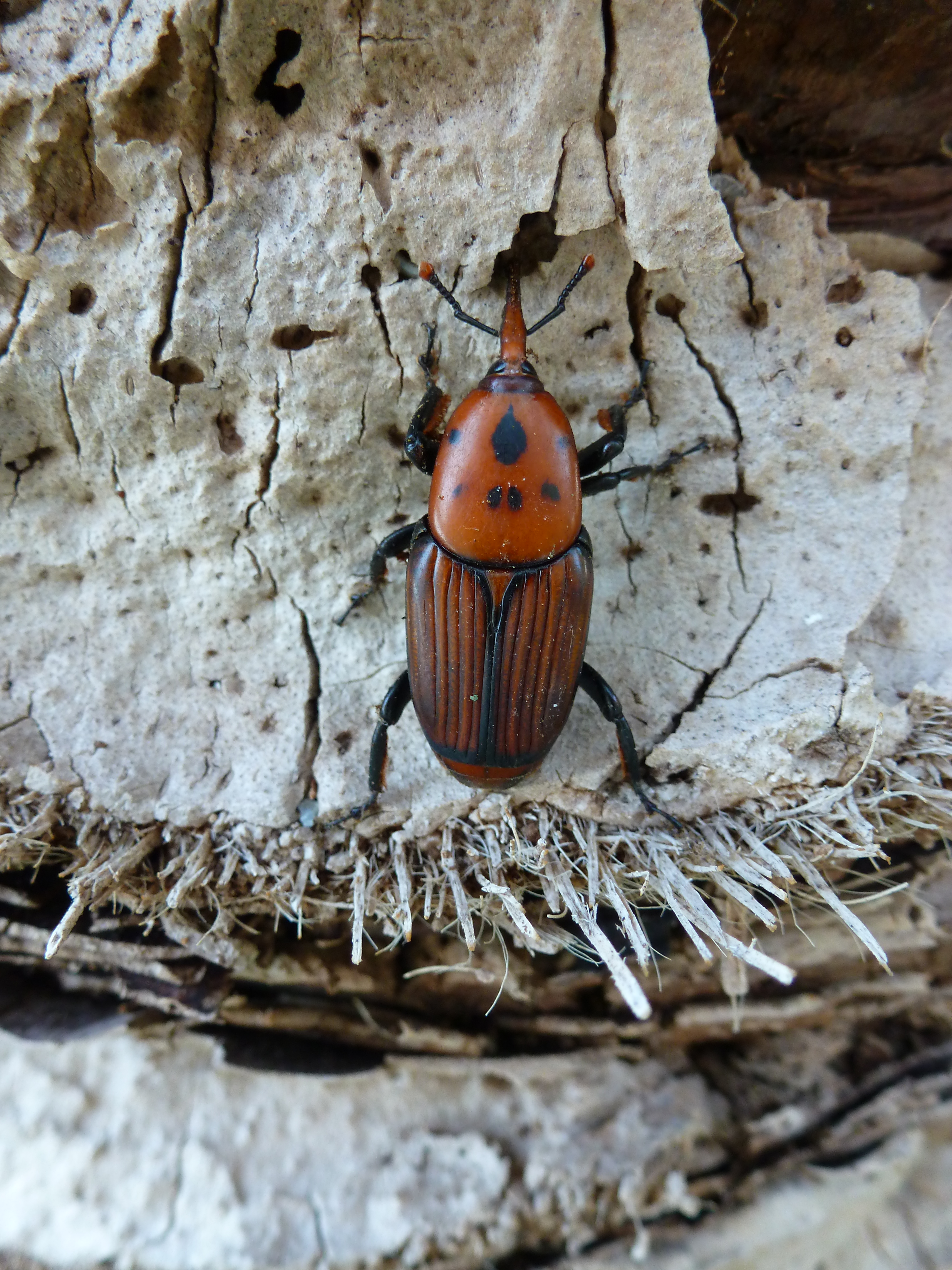 Rüsselkäfer-Nordostspanien