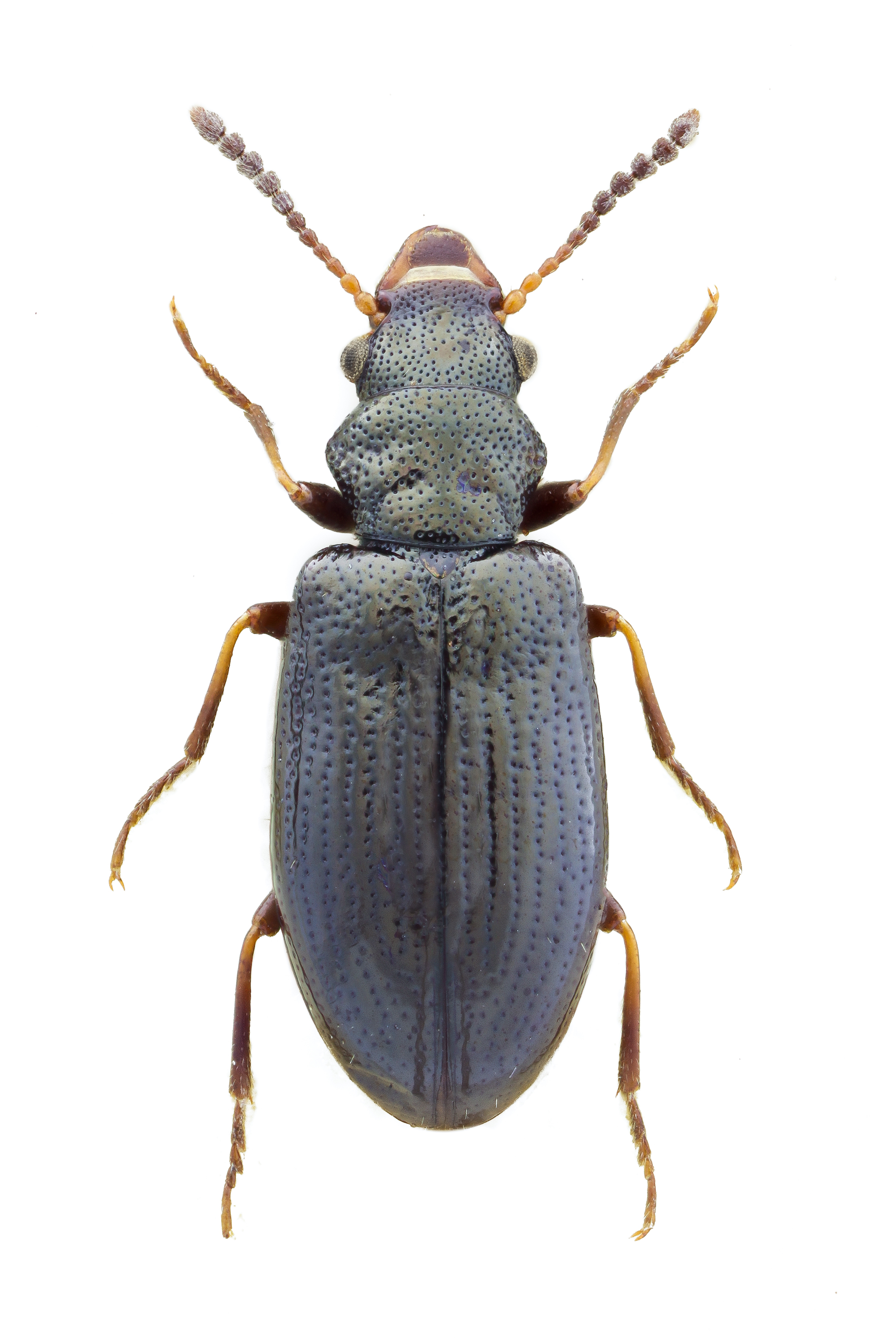 Rabocerus foveolatus