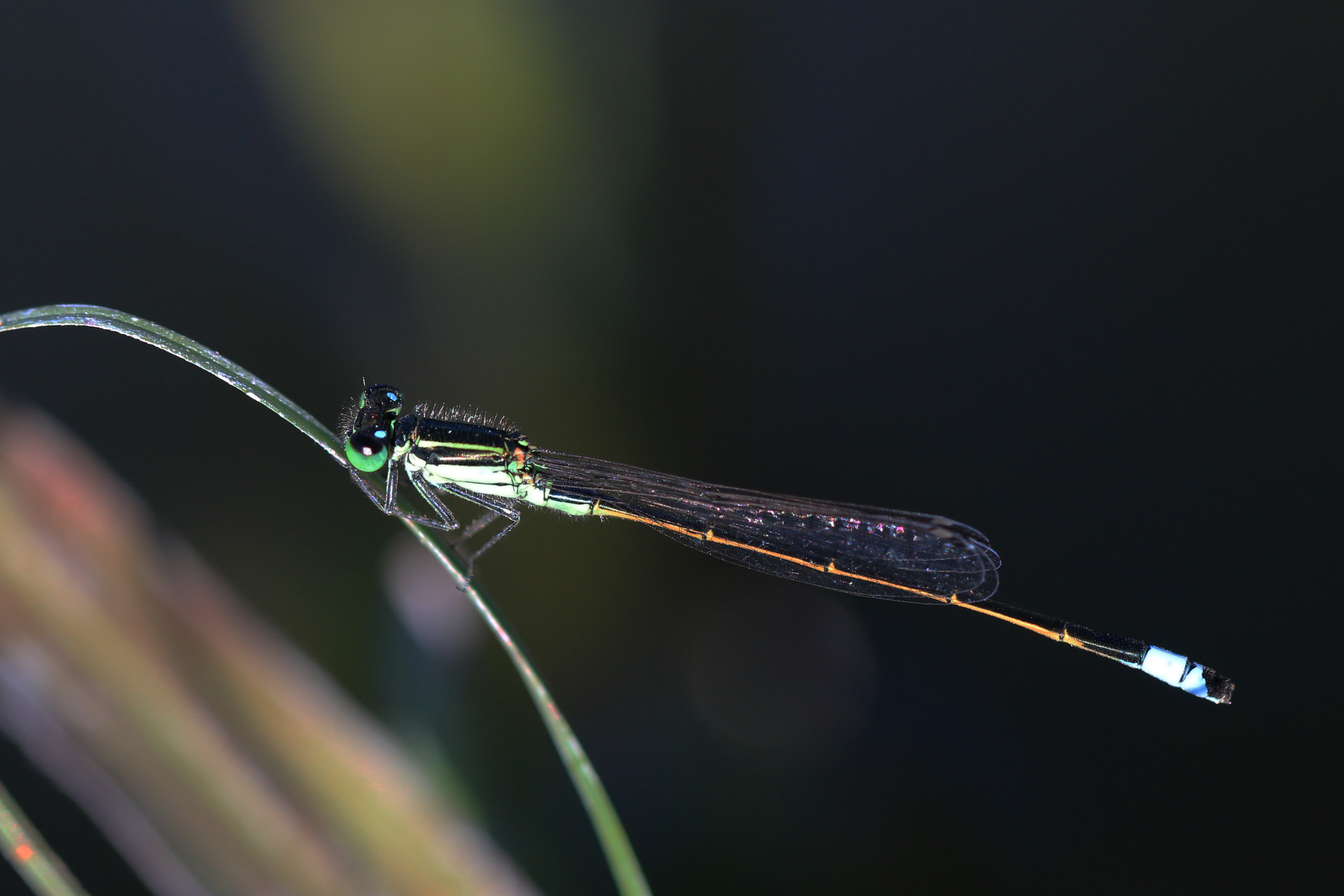 Rambur's forktail (Ischnura ramburii) male