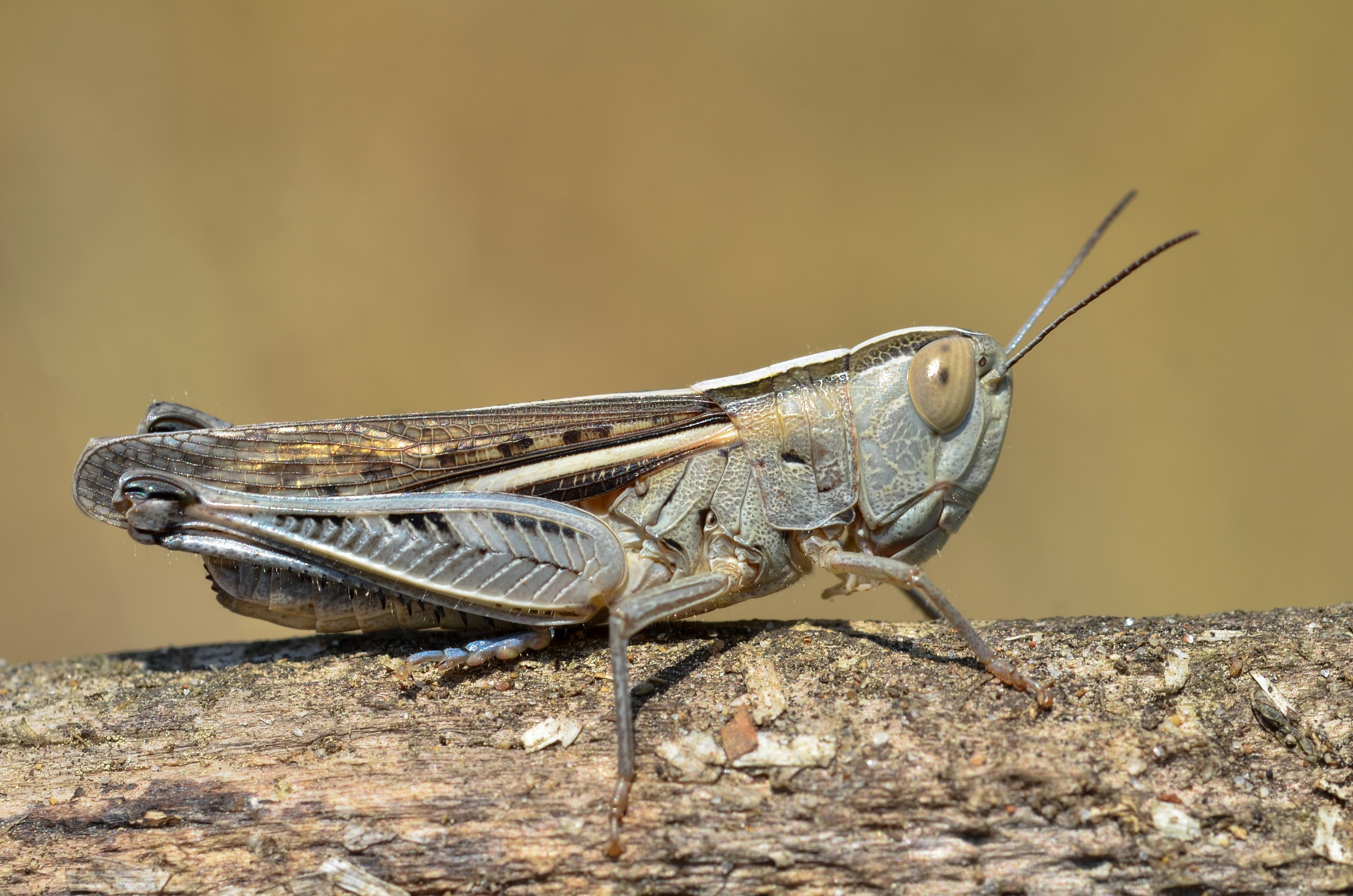 Ramburiella hispanica female