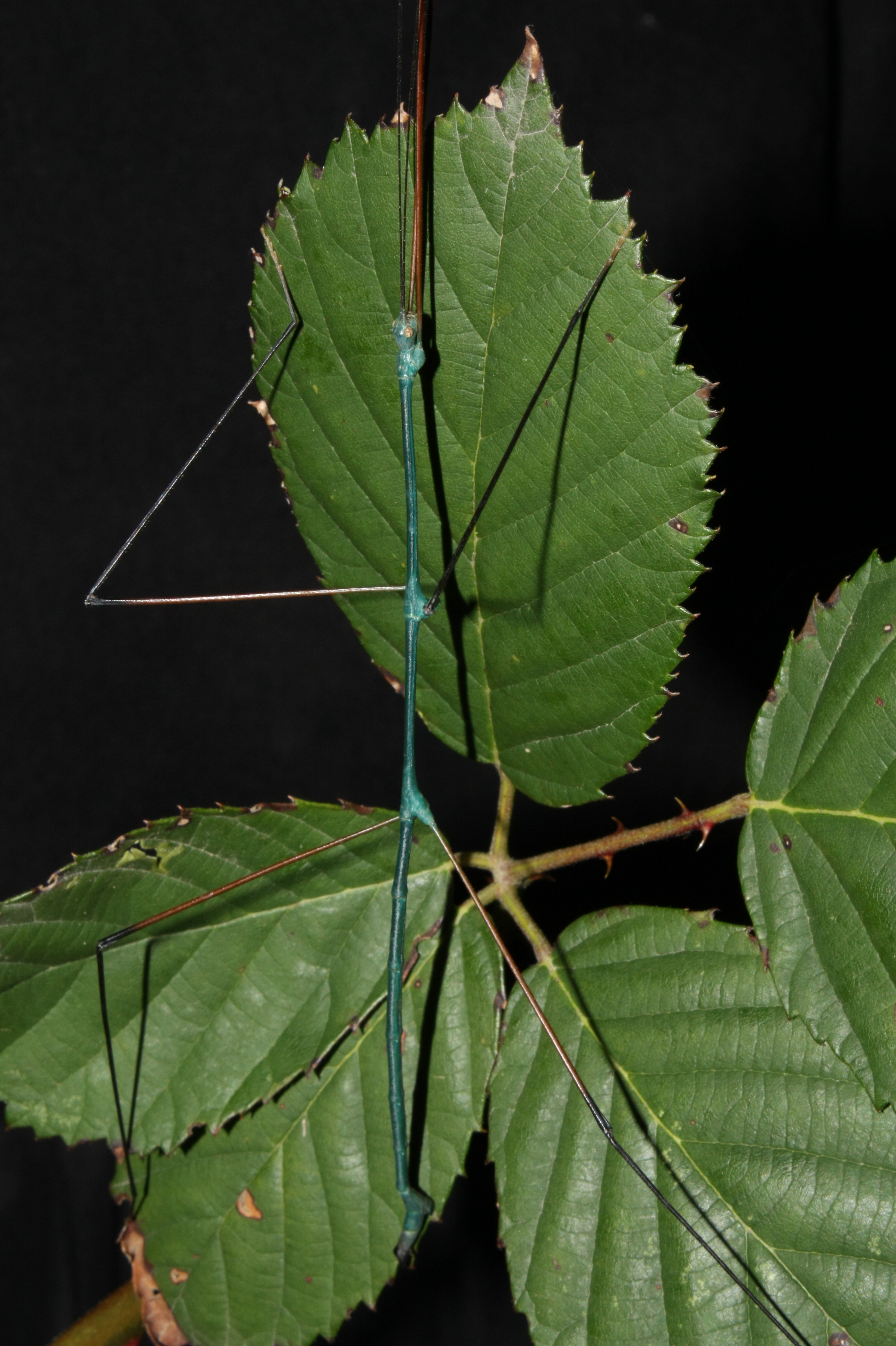 Ramulus nematodes - blue male