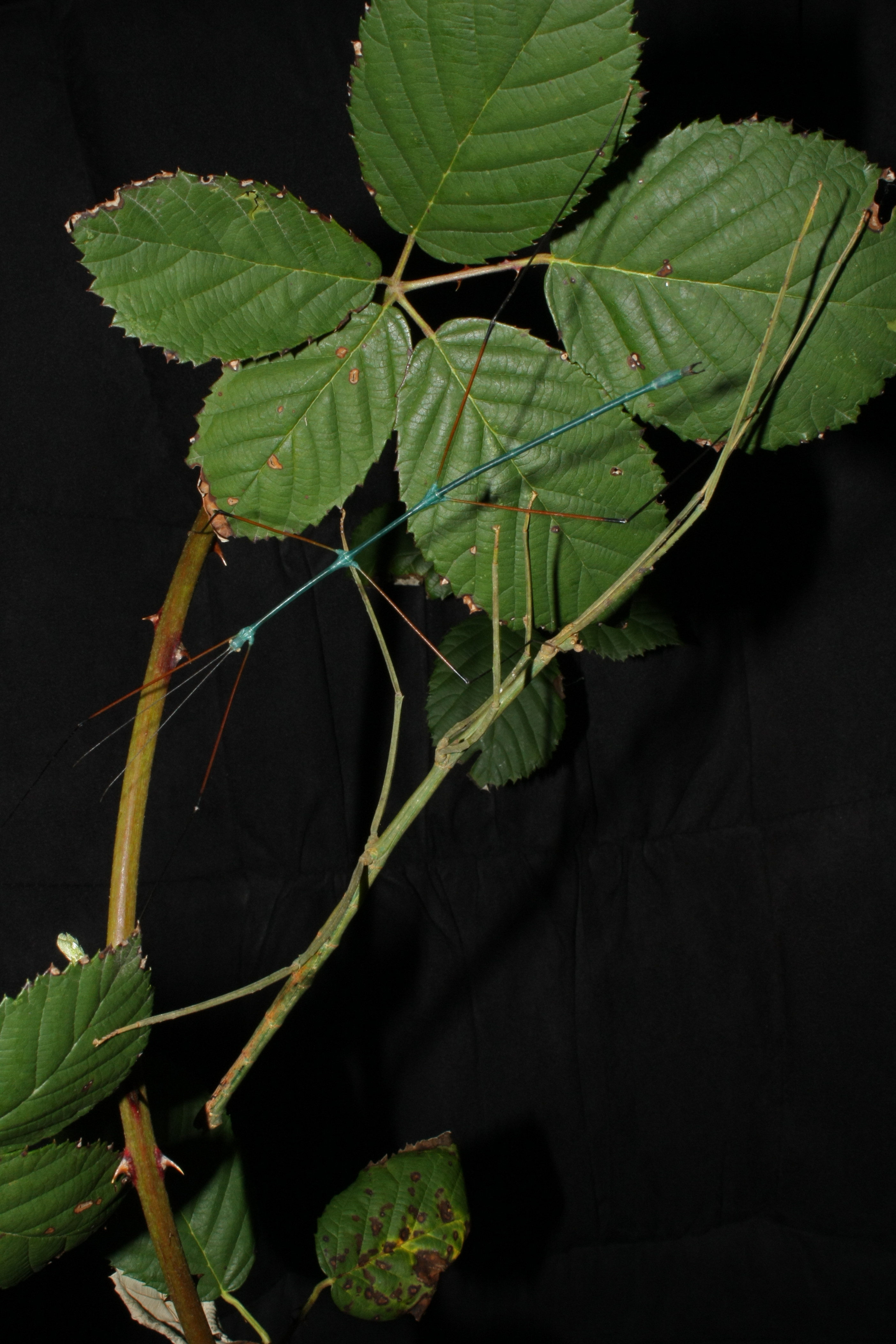 Ramulus nematodes - Pair
