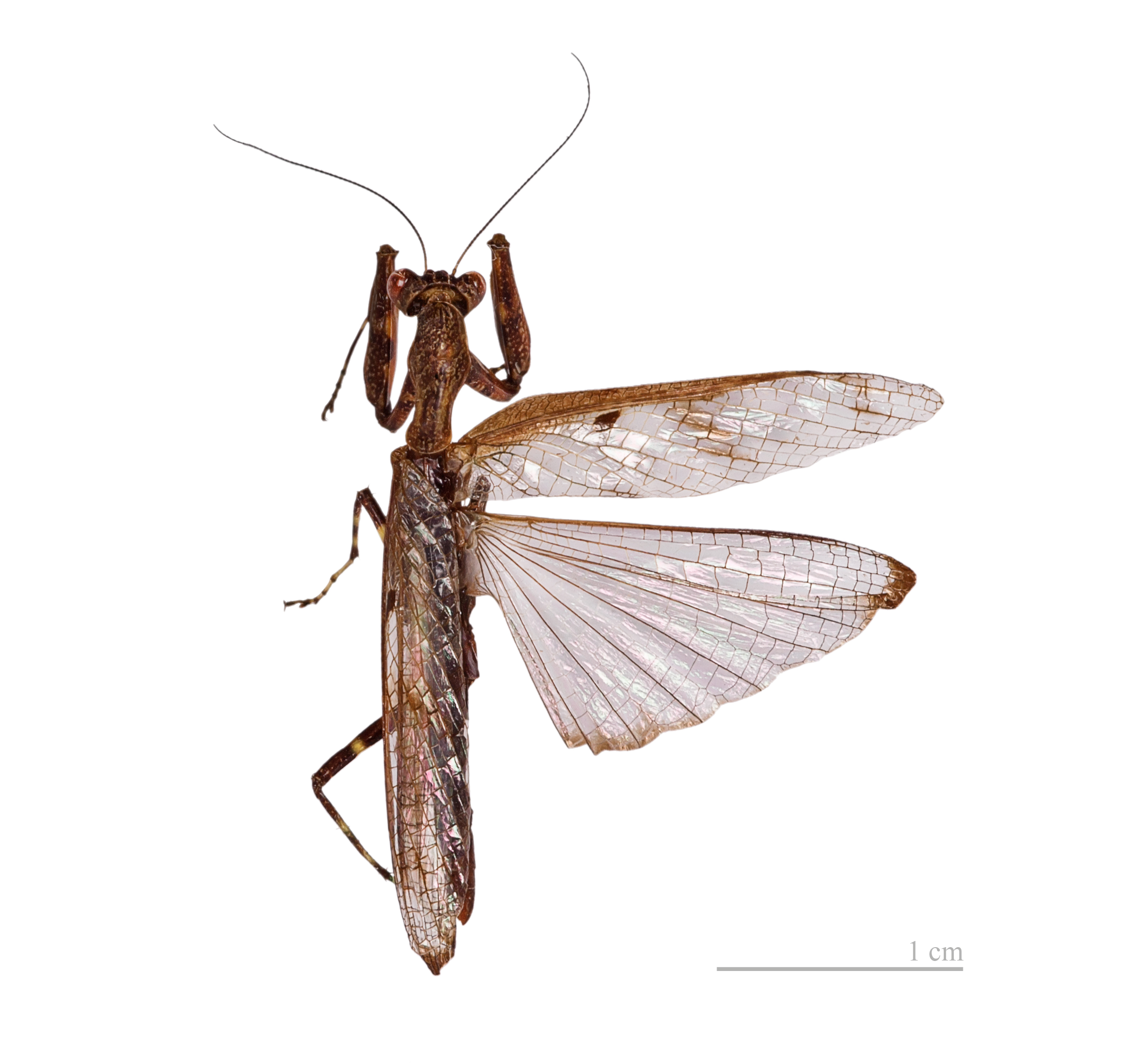 Raptrix perspicua MHNT male