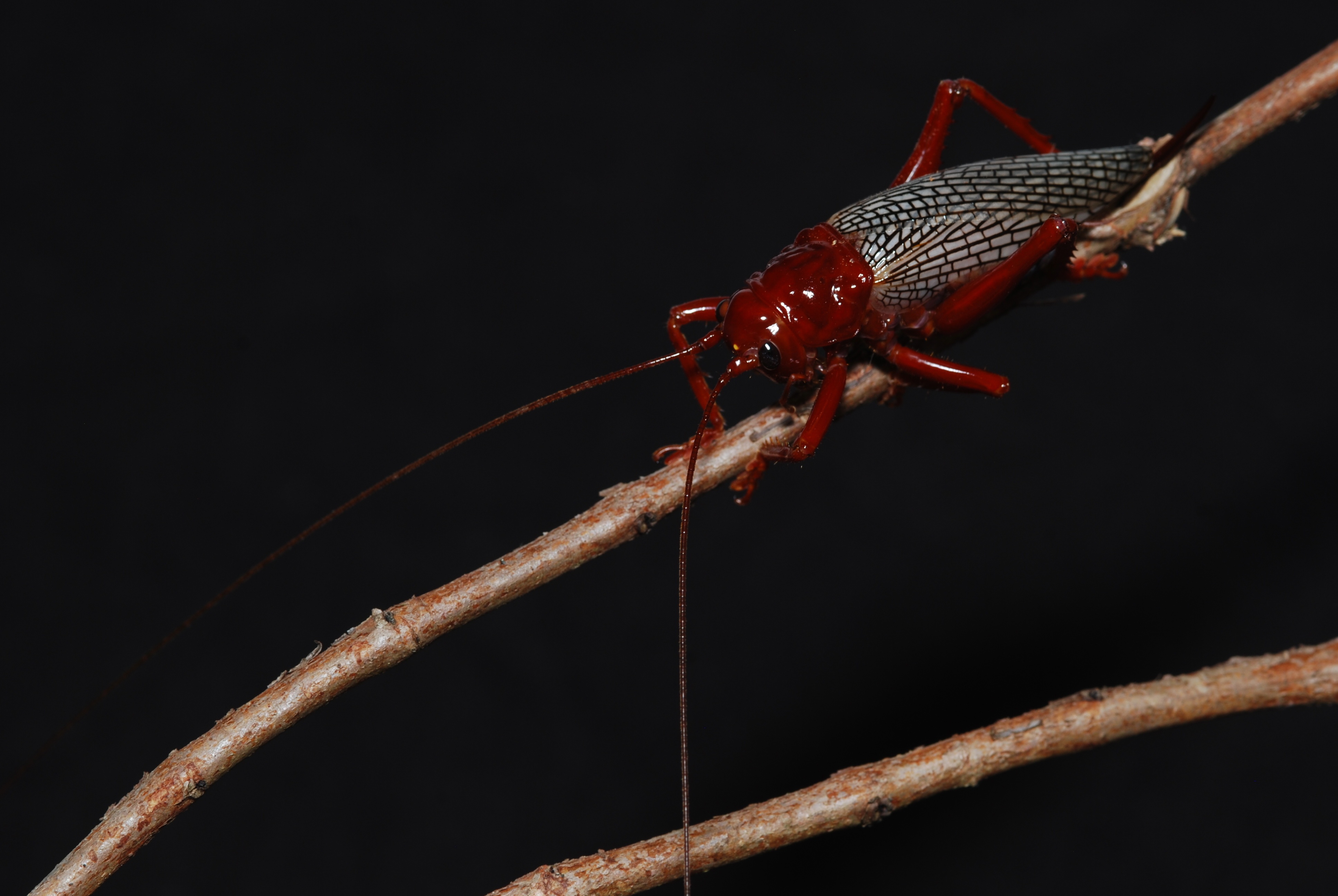 Raspy Cricket (Phlebogryllacris venosa) (8675361151)
