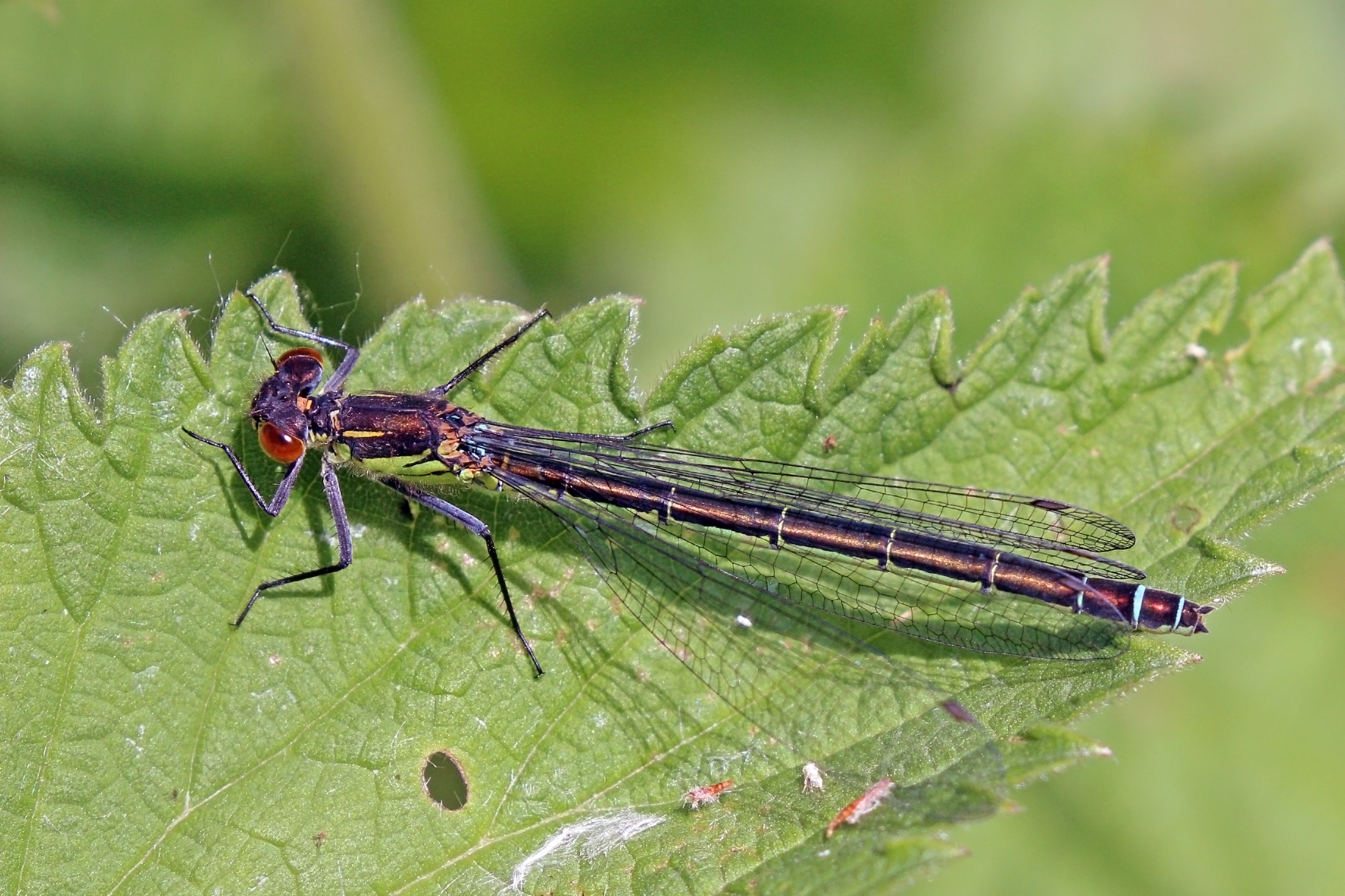 Red-eyed damselfly (Erythromma najas) female