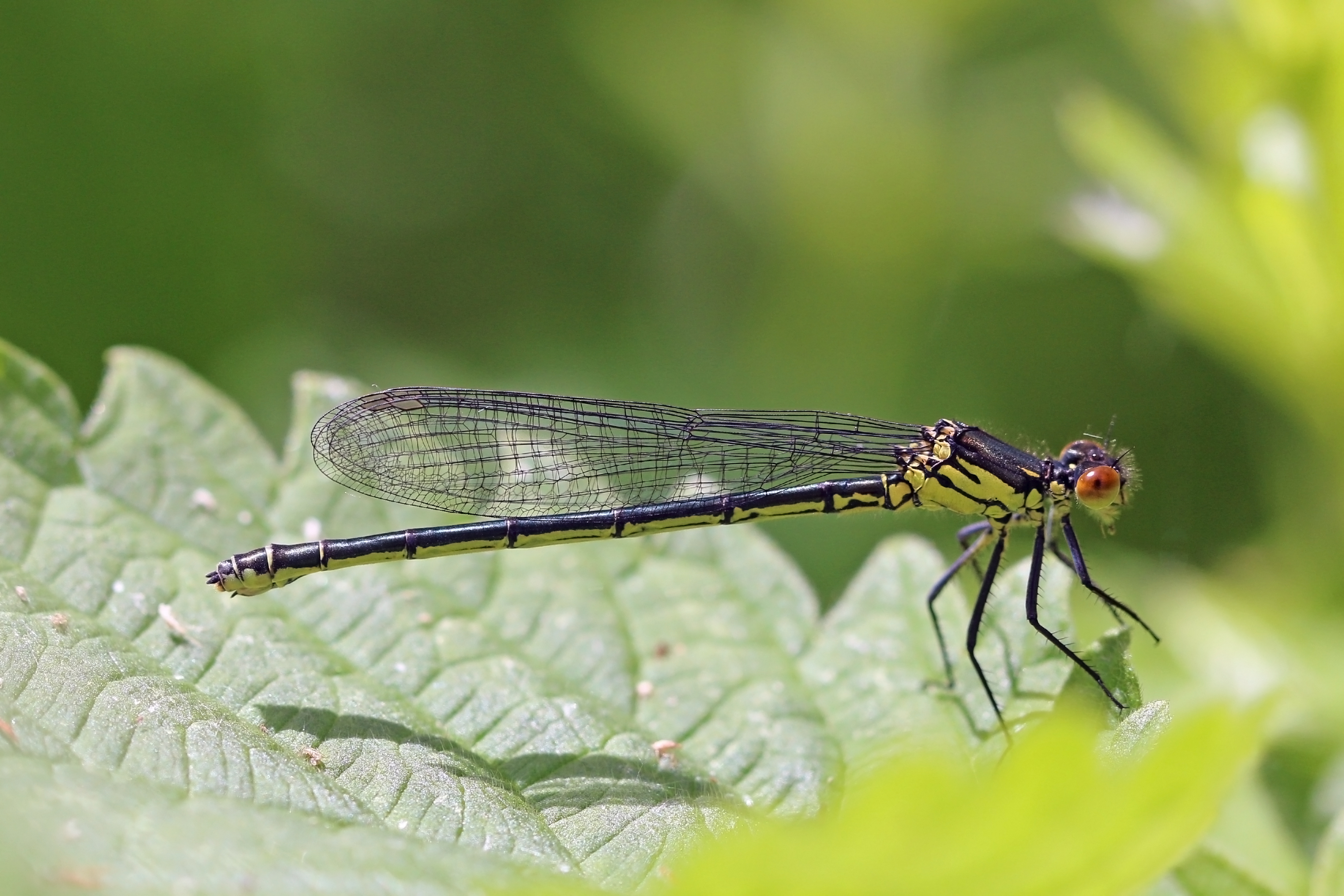 Red-eyed damselfly (Erythromma najas) immature female
