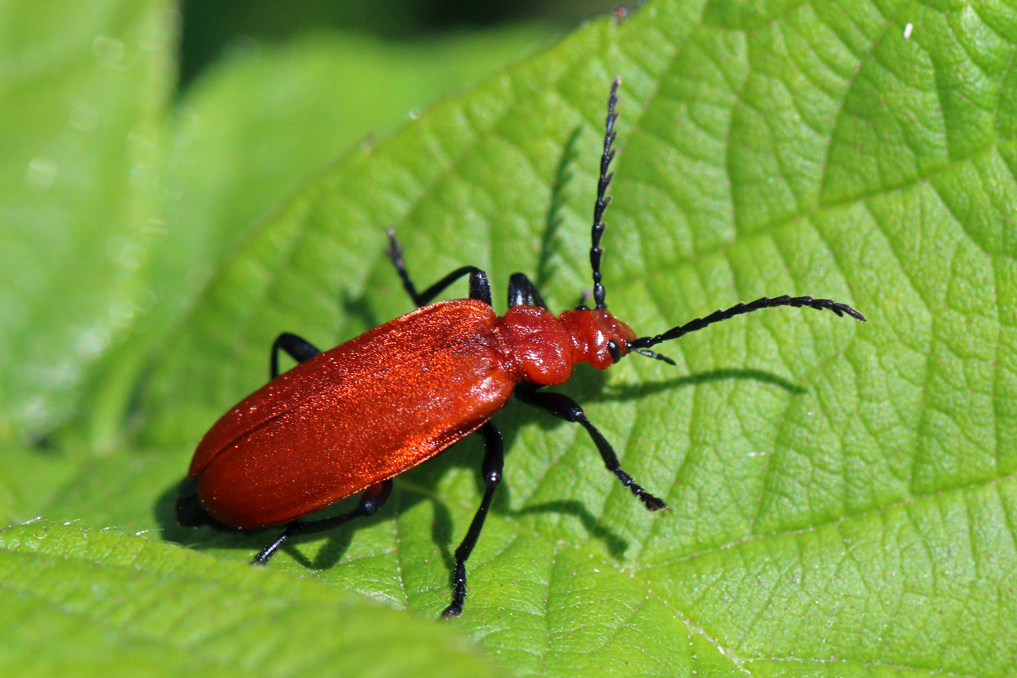 Red-headed cardinal beetle (Pyrochroa serraticornis) 2
