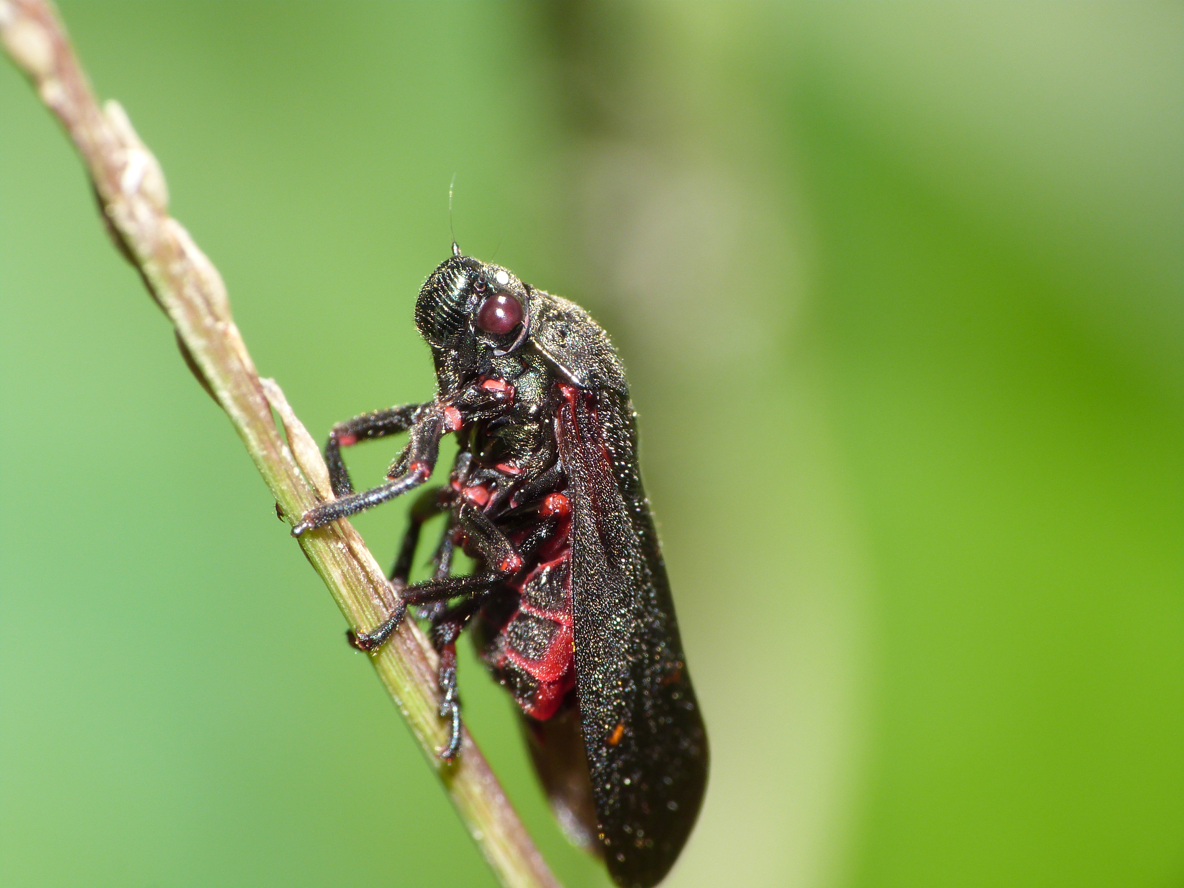 Red Bug - Insecto Rojo (8128319485)