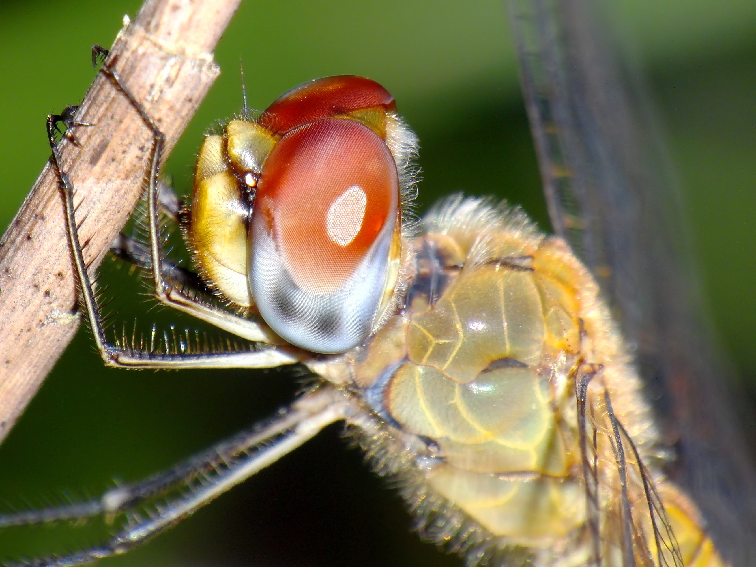 Red Eye (6010247914)