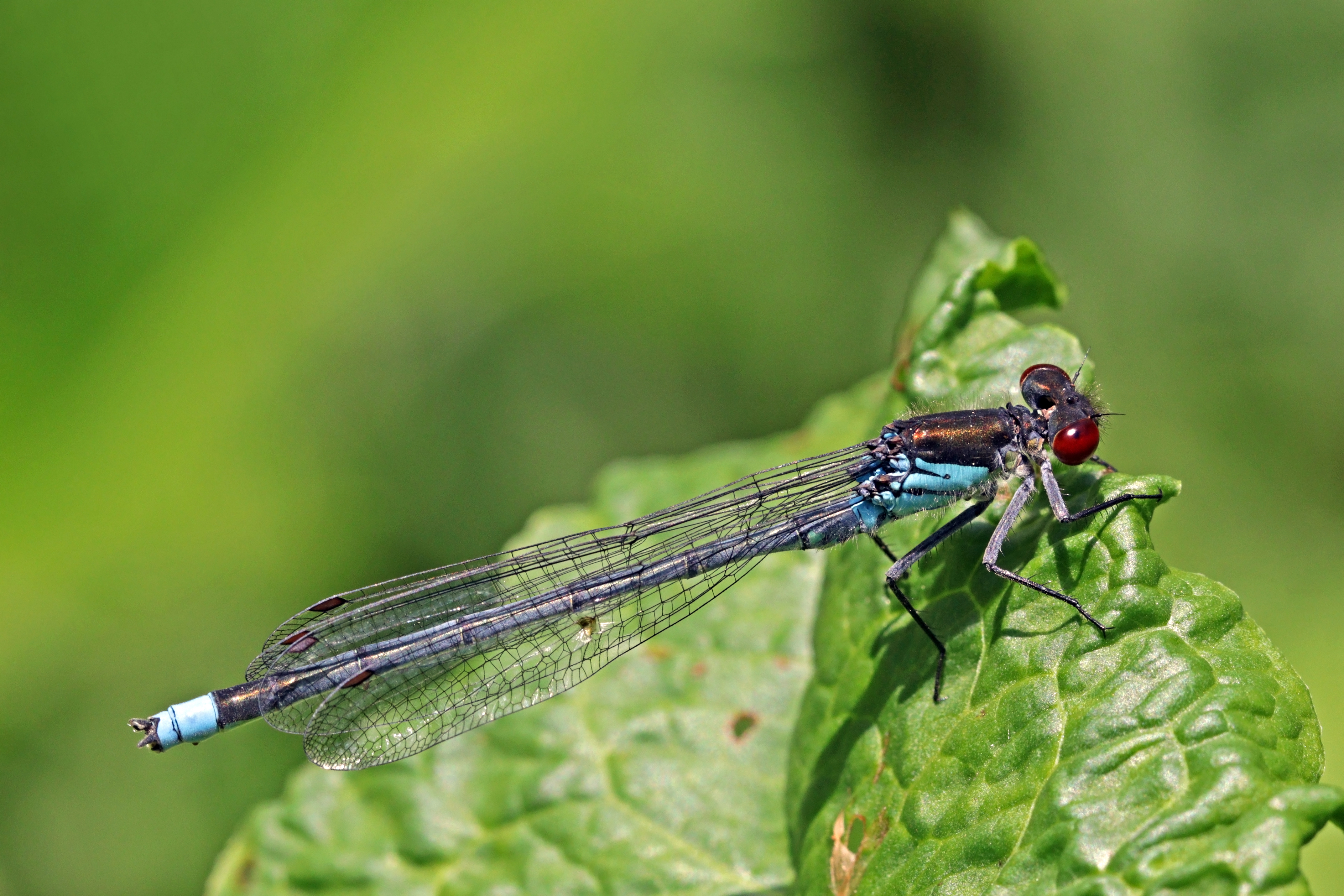 Red-eyed damselfly (Erythromma najas) male 2