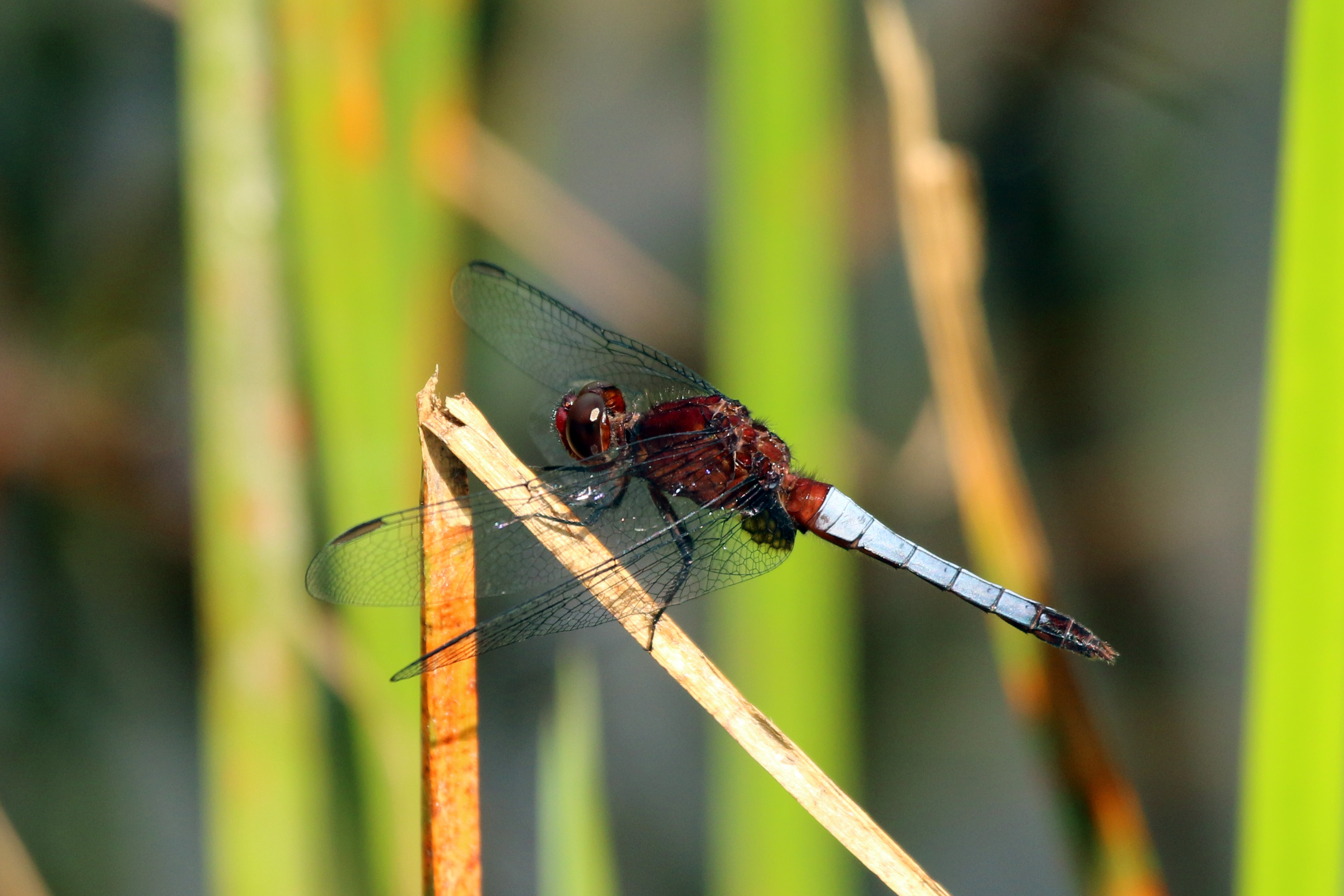 Red faced dragonlet (Erythrodiplax fusca) male