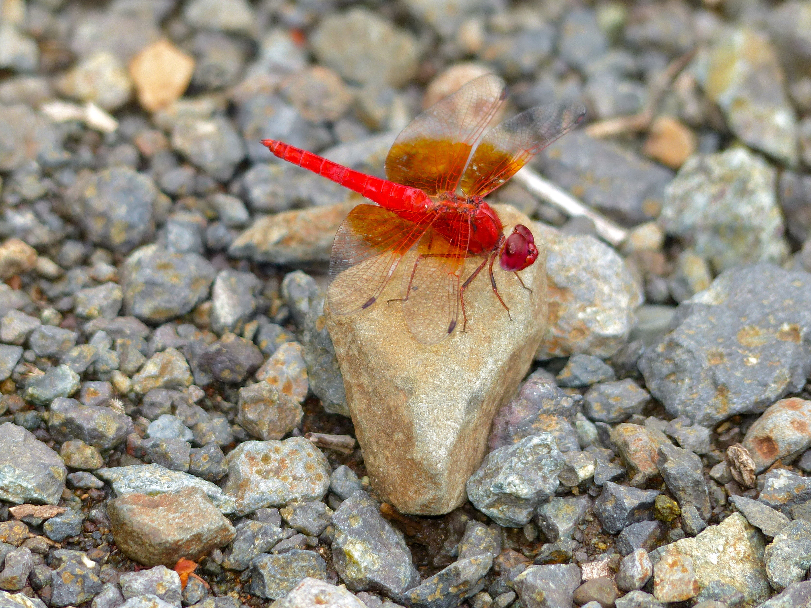 Red Groundling (Brachythemis lacustris) male (13739174833)