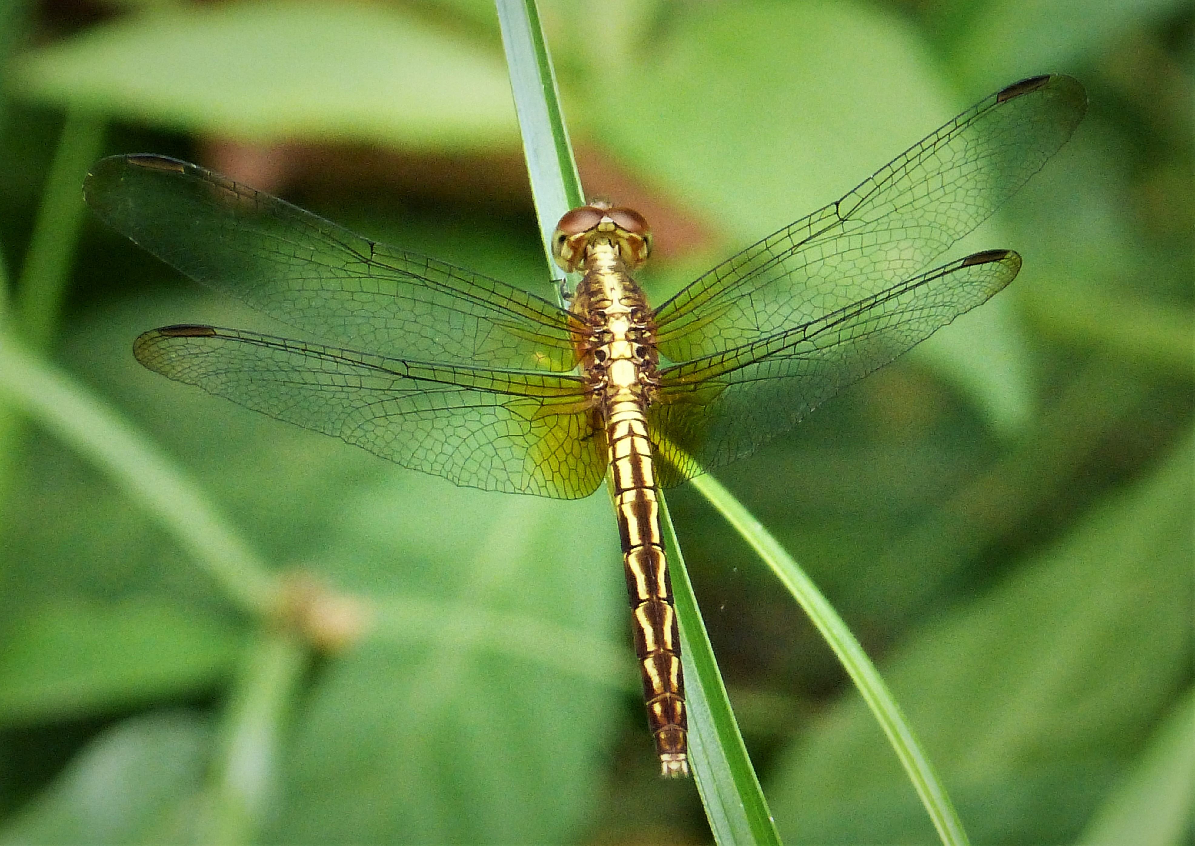 Red-mantled Dragonlet. Erythrodiplax fervida female (42952355322)