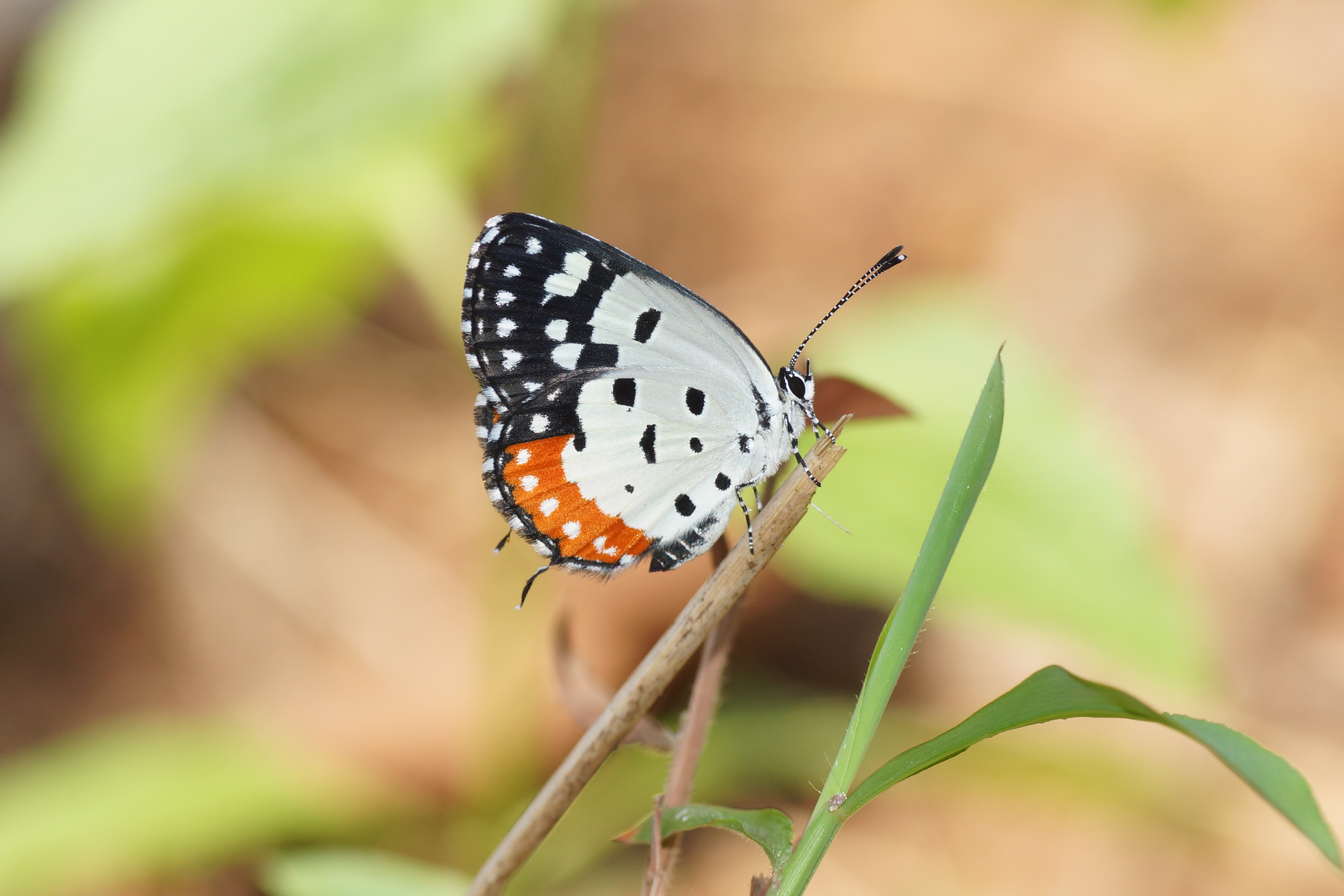 Red Pierrot 03396