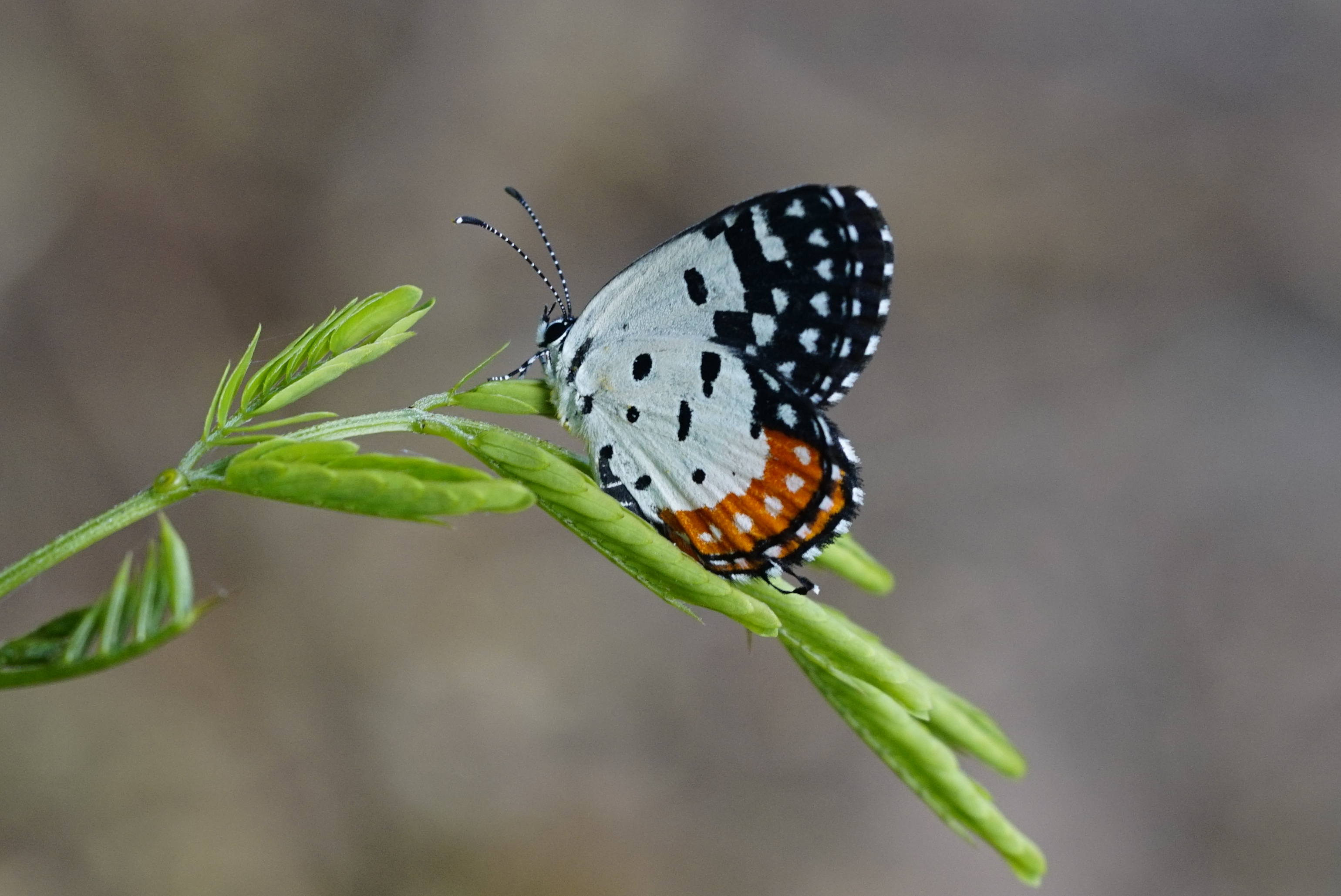 Red Pierrot 6537