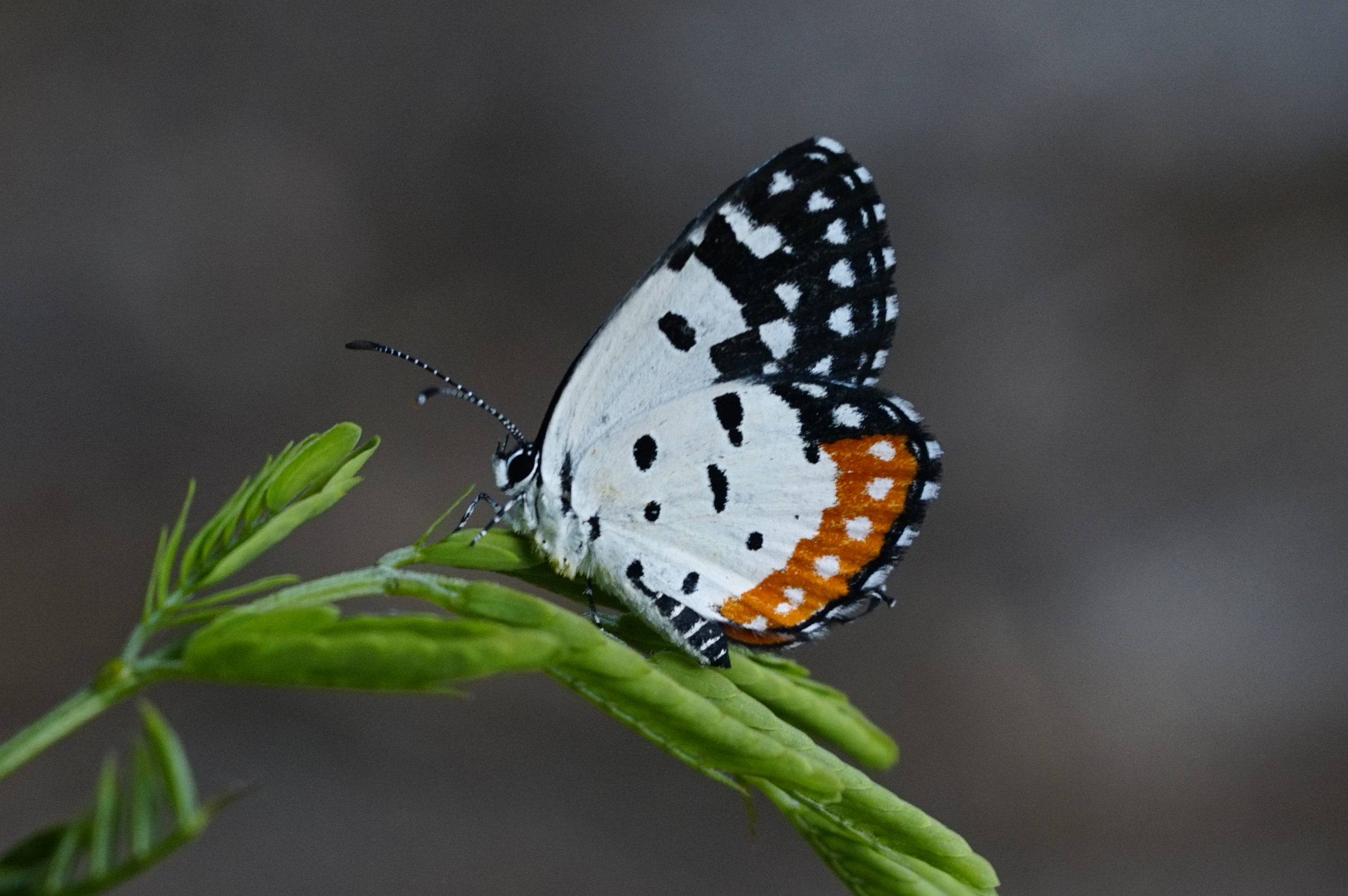 Red Pierrot 6547