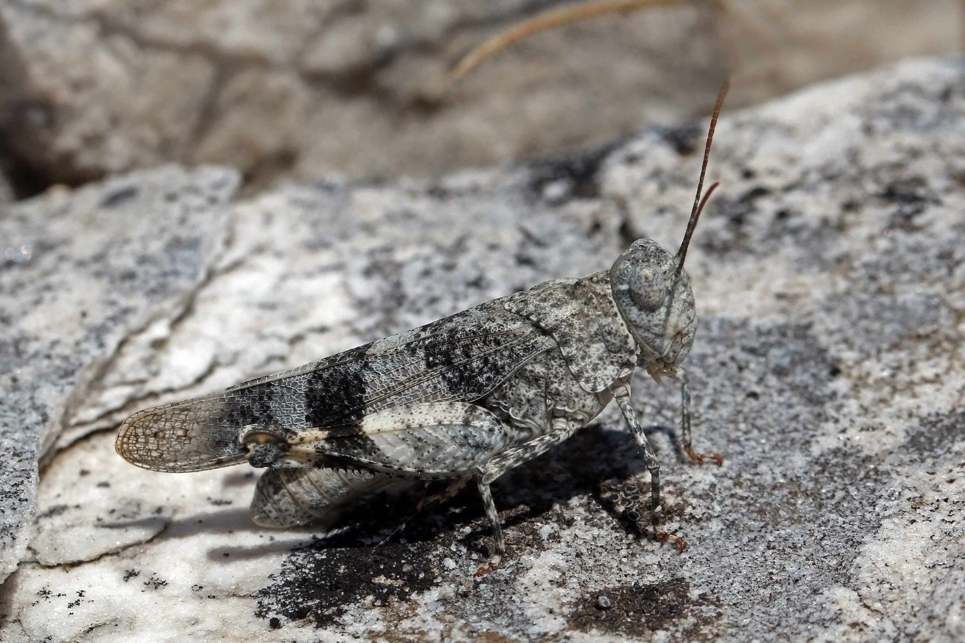 Red-winged grasshopper (Oedipoda germanica) male