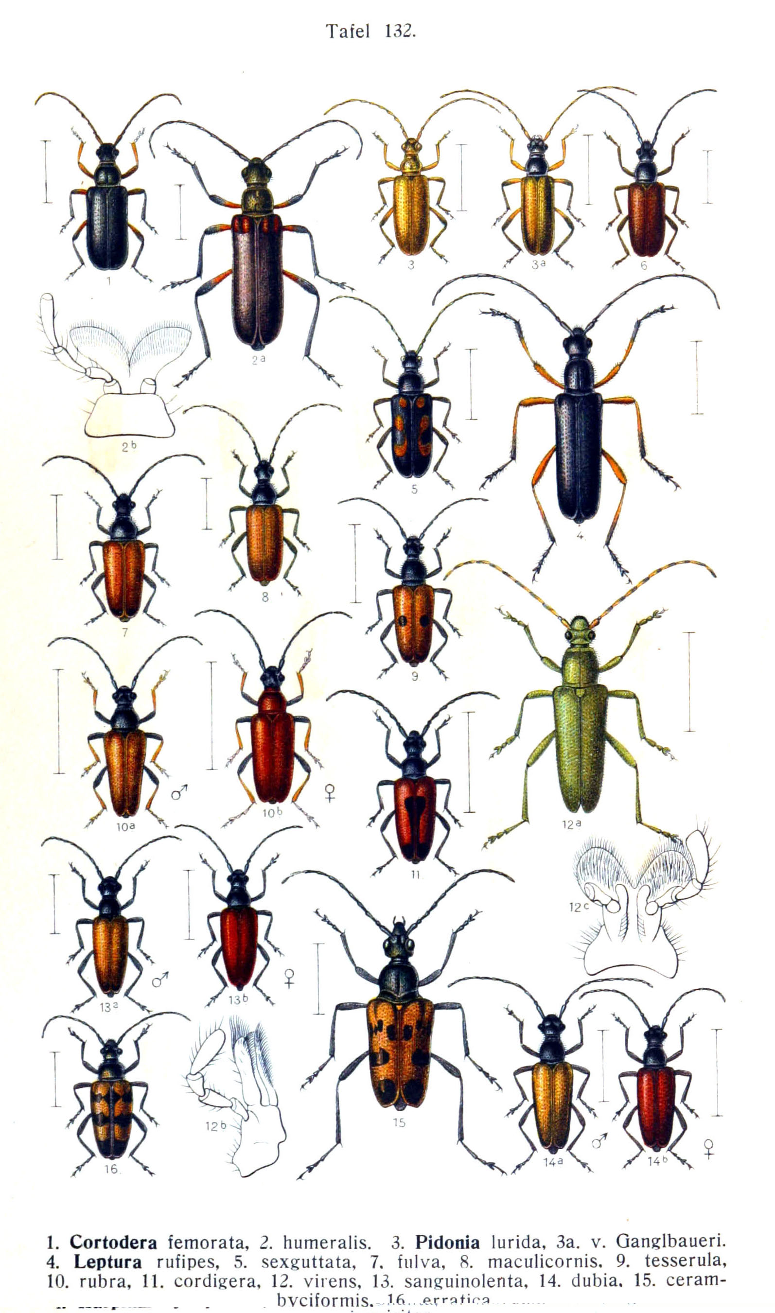 Reitter-1912 bugs3132