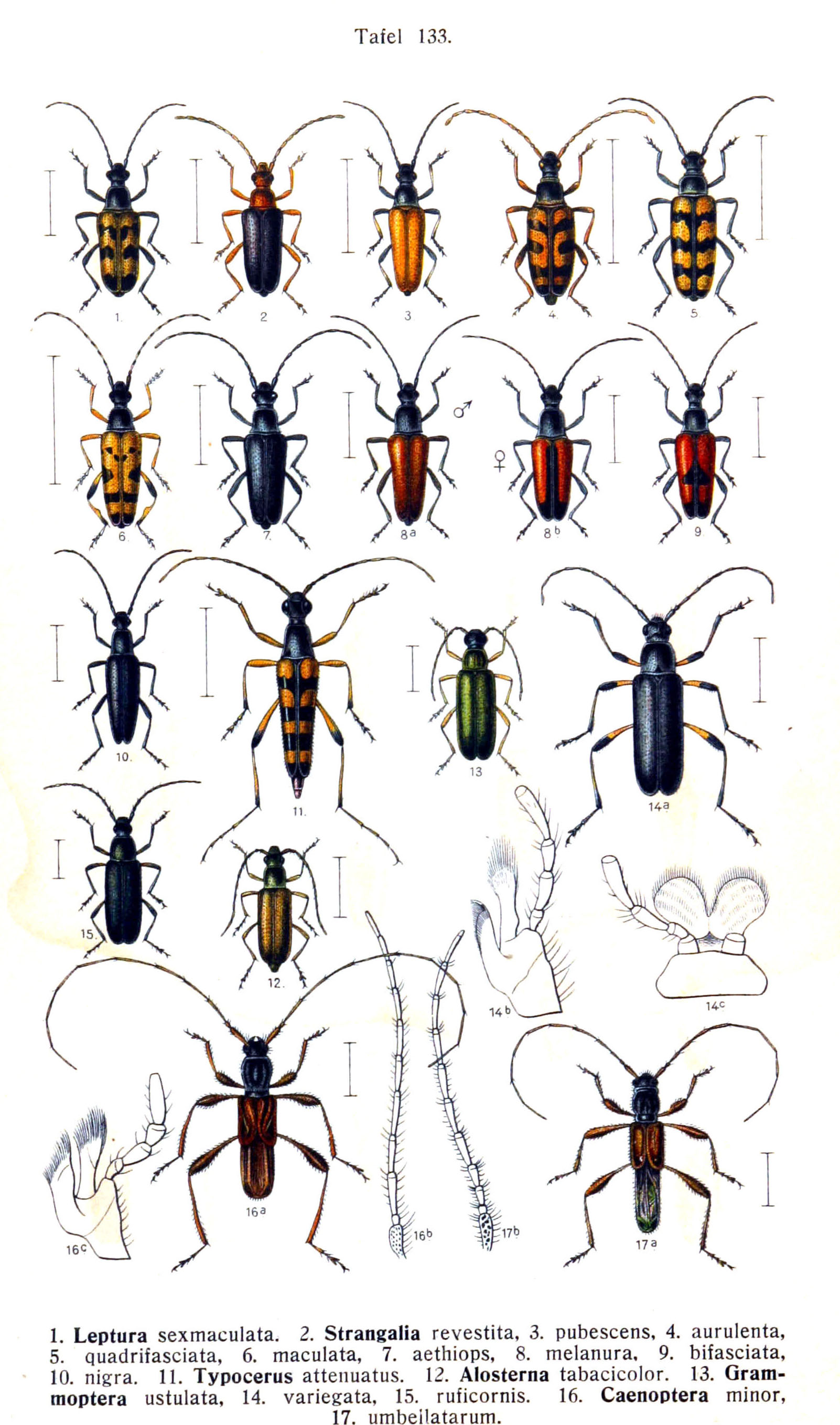 Reitter-1912 bugs3133