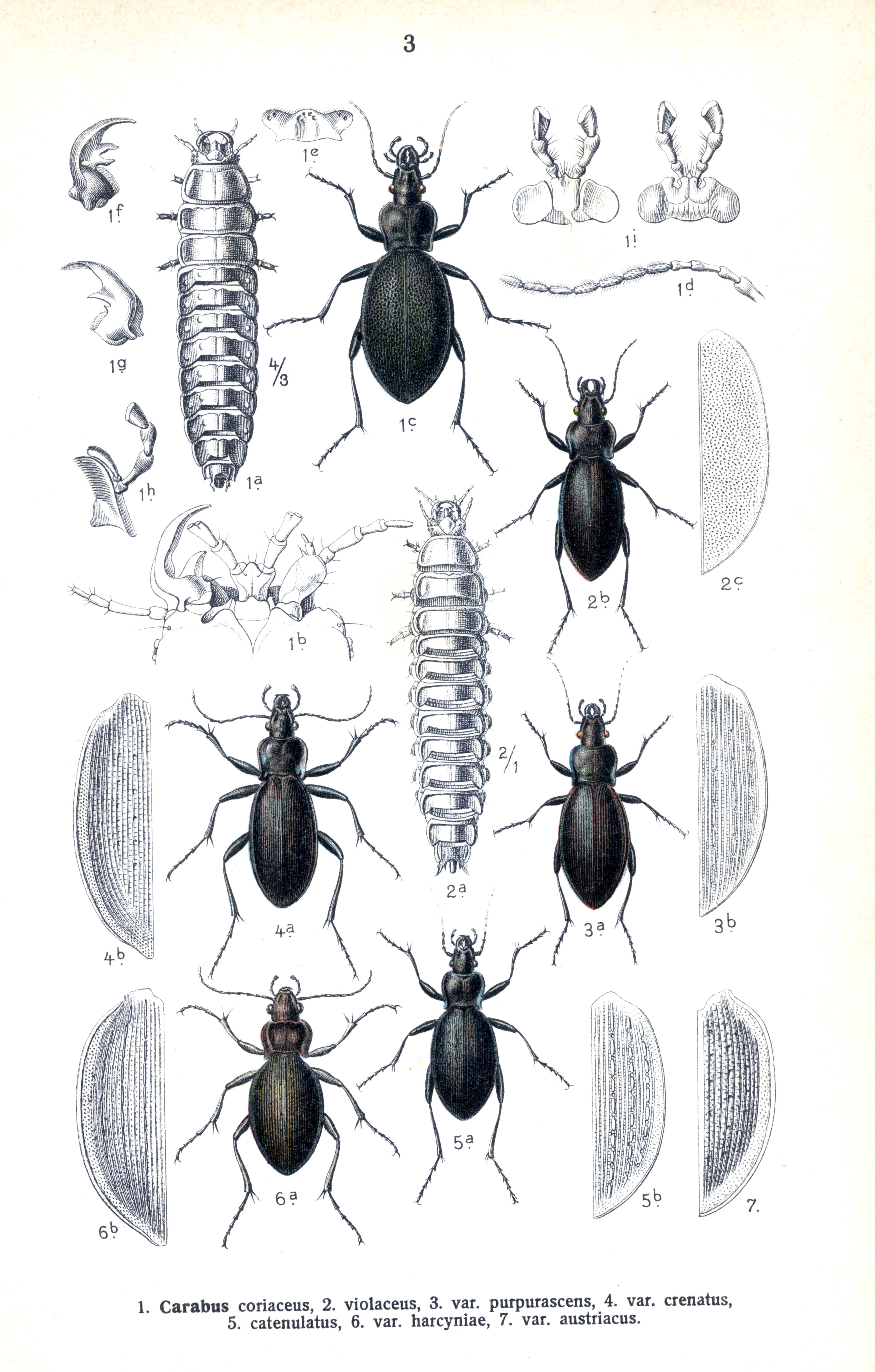 Reitter Carabus1