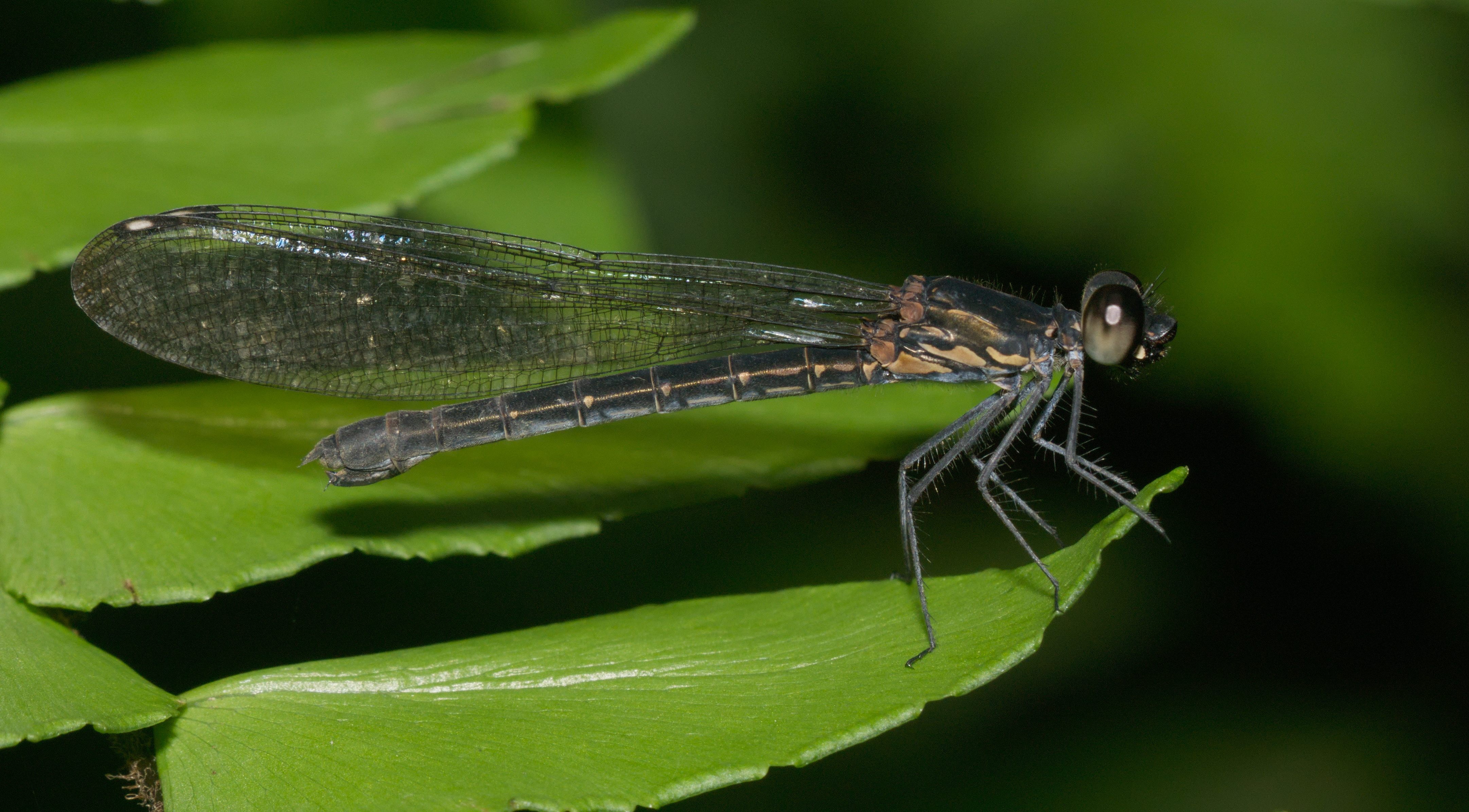 Rhinocypha bisignata-Kadavoor-2016-06-15-001