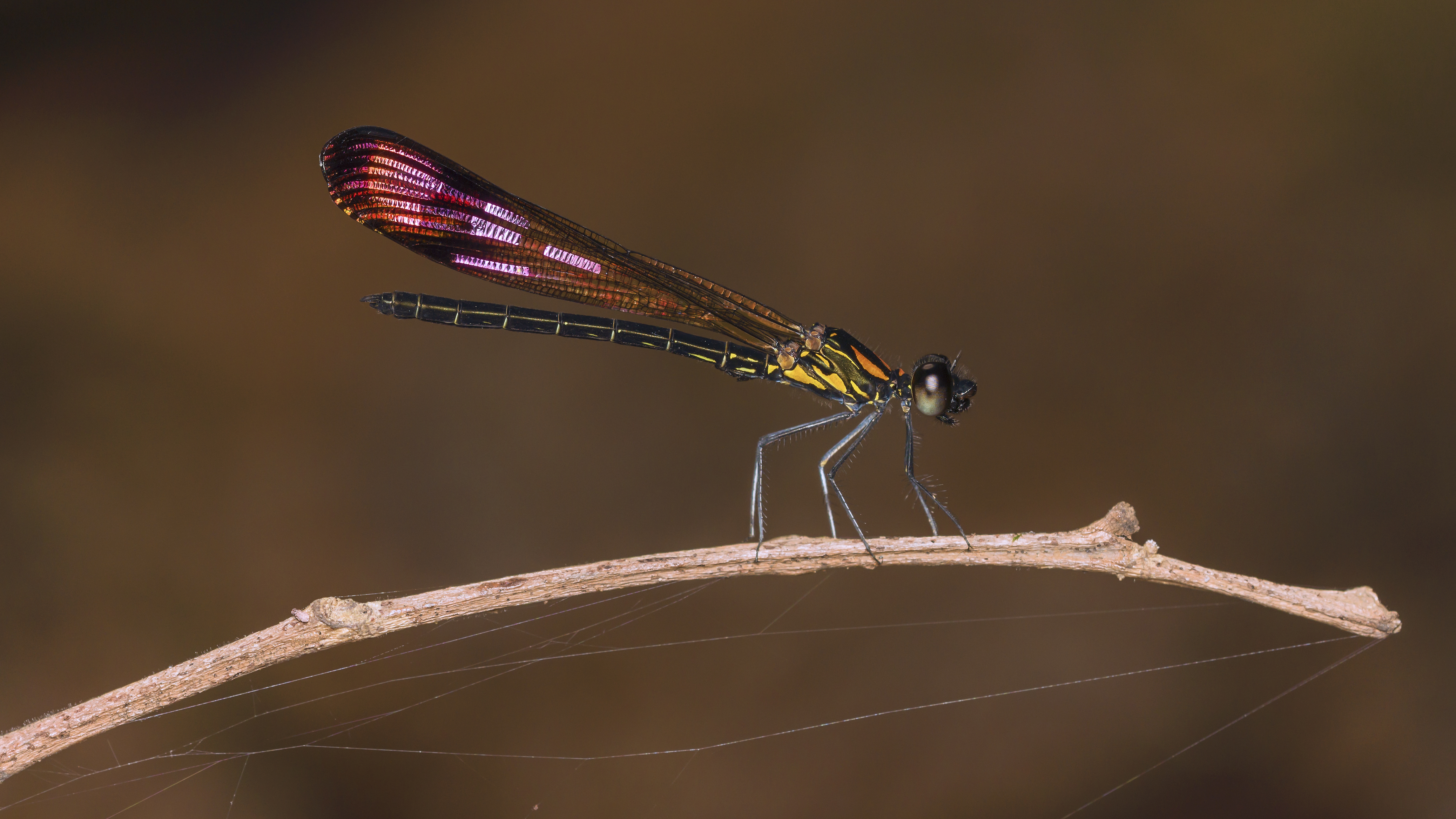 Rhinocypha bisignata male-Kadavoor-2015-08-20-001