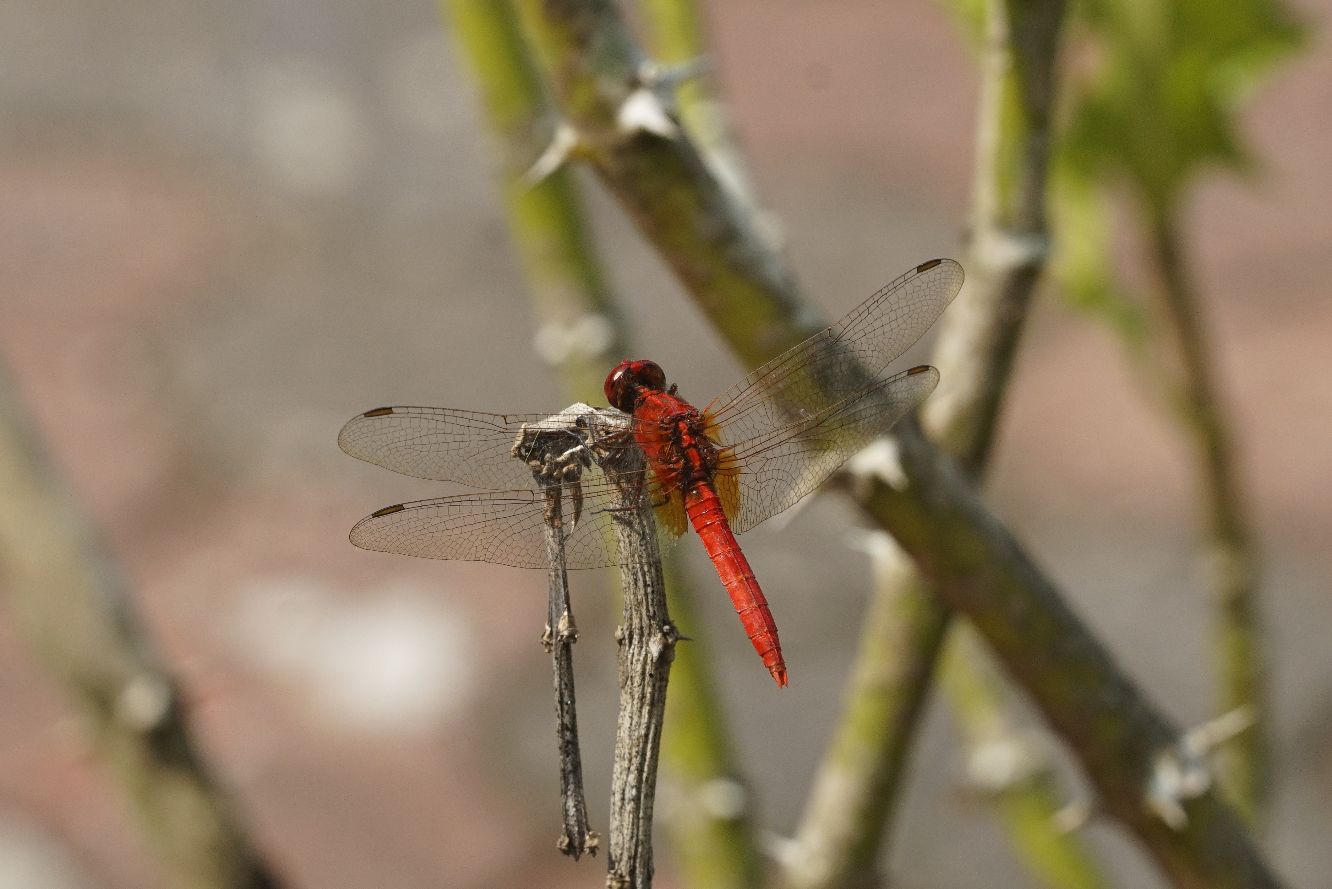Rhodothemis rufa 5303