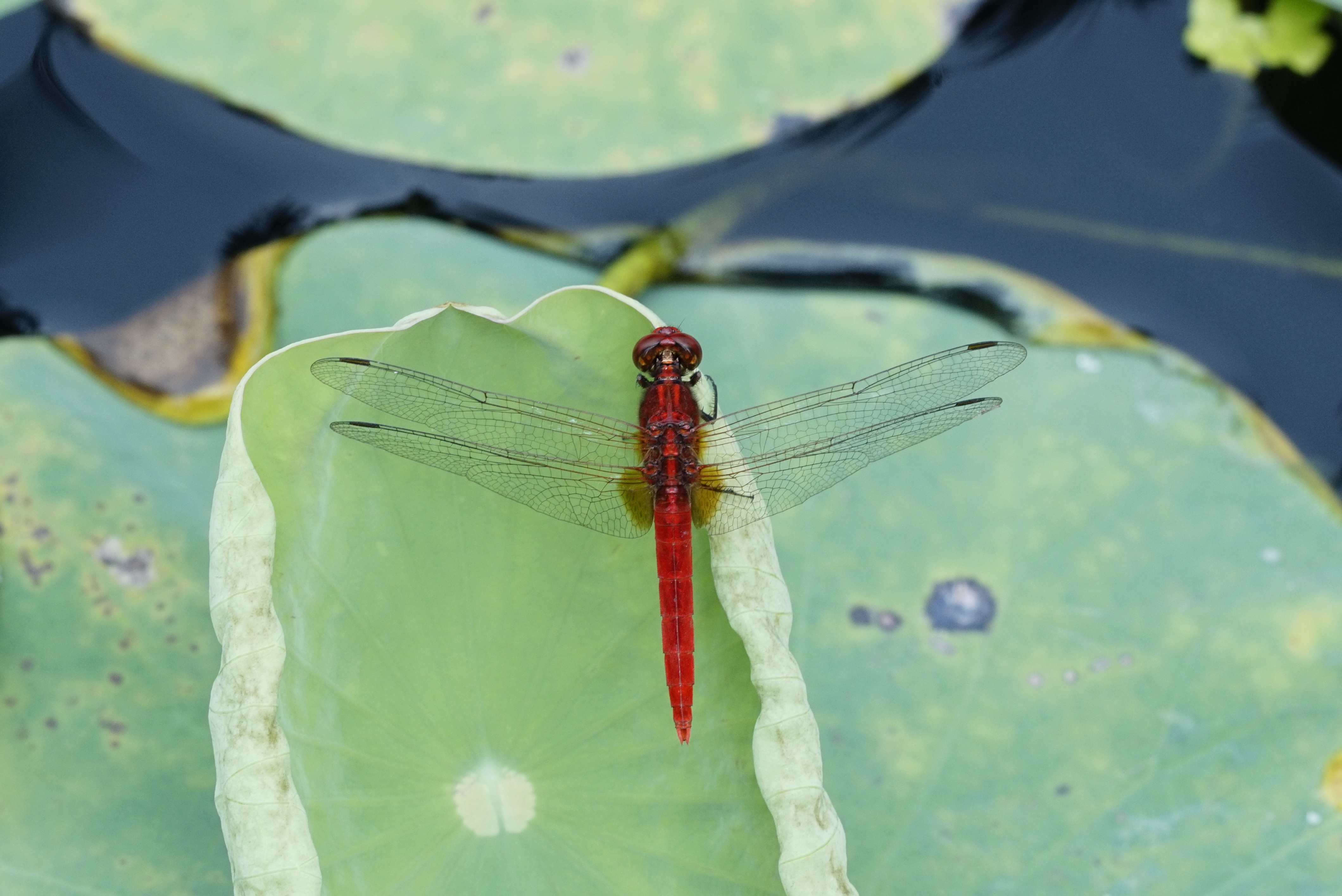 Rhodothemis rufa 9650