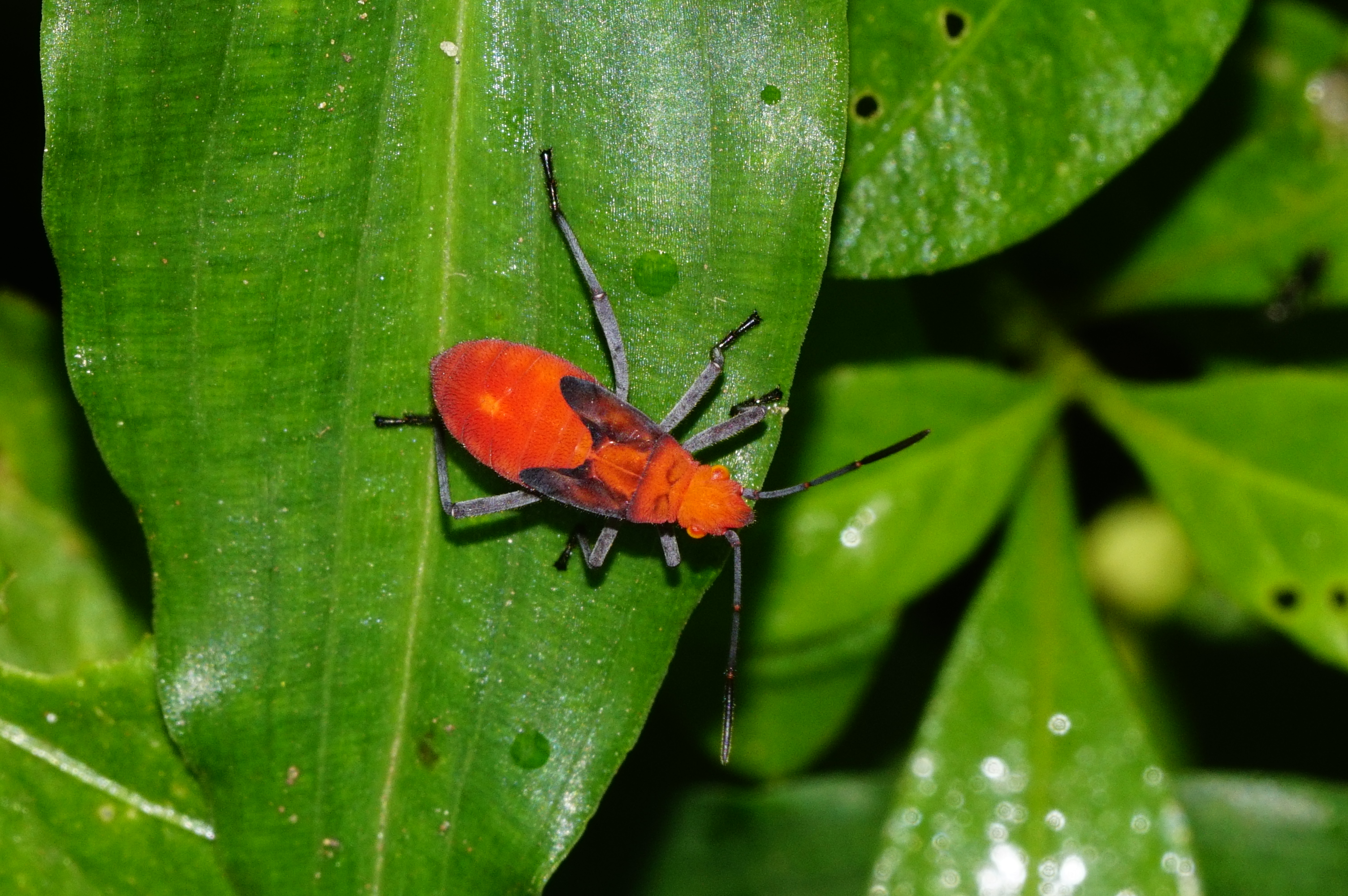 Rhopalidae june1