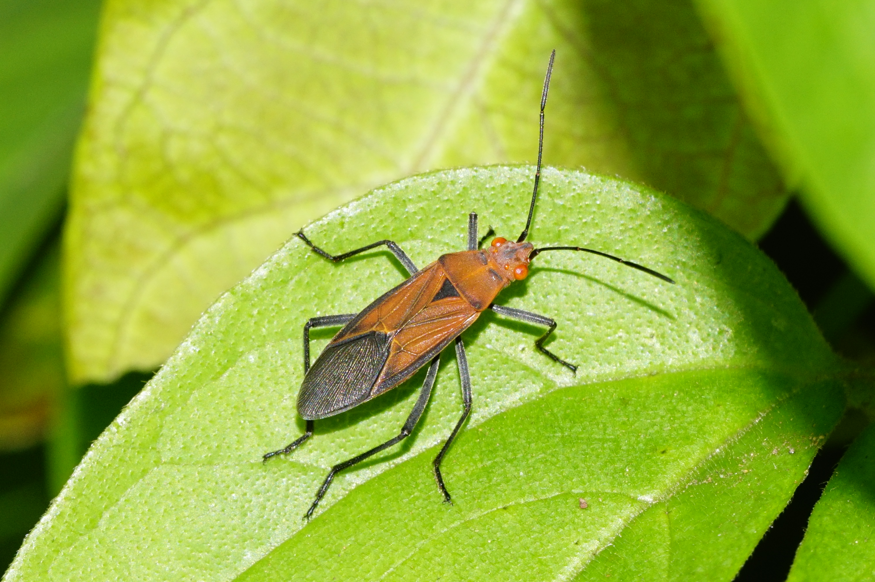 Rhopalidae june1 4