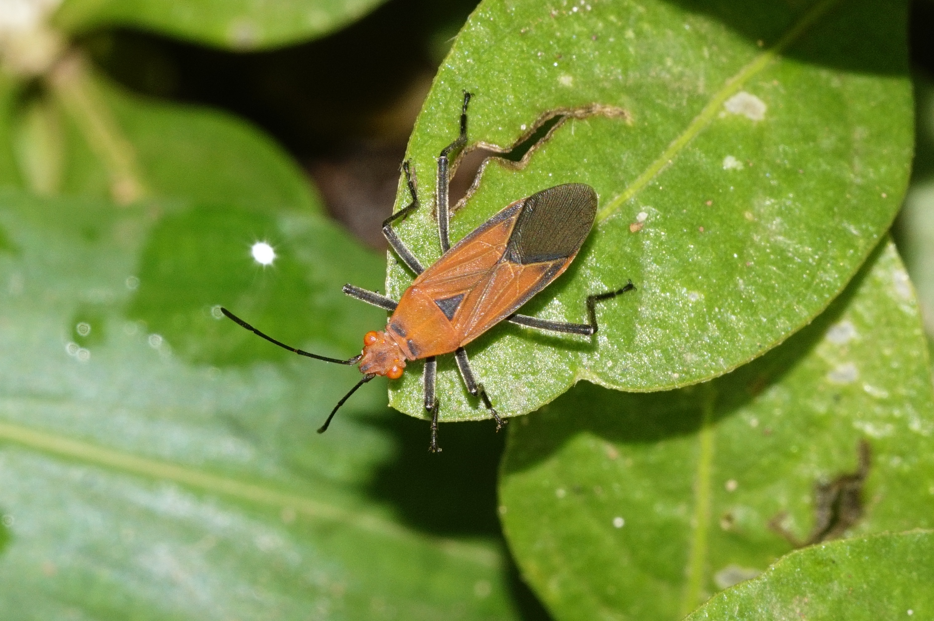 Rhopalidae june1 5