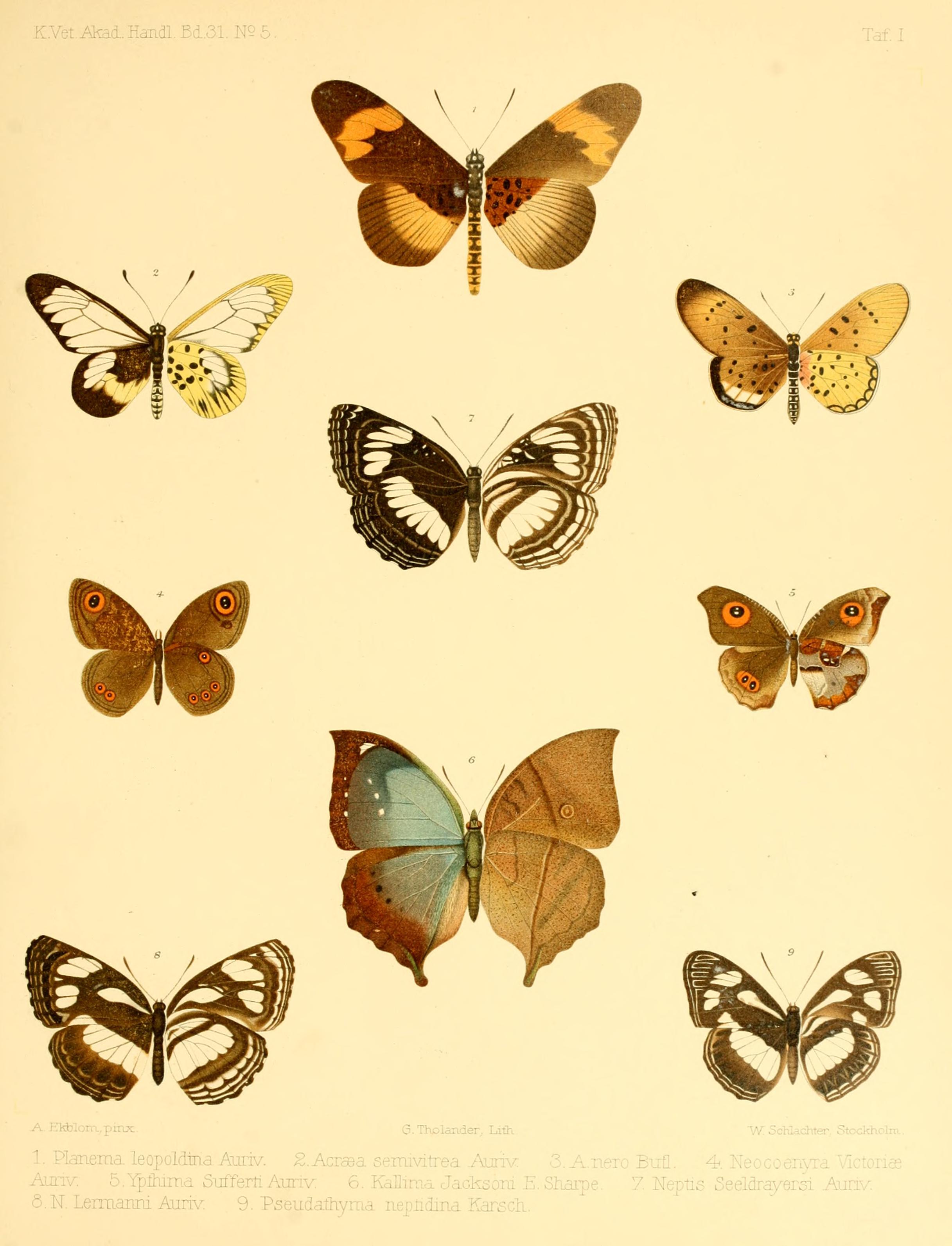 Rhopalocera æthiopica BHL9325051