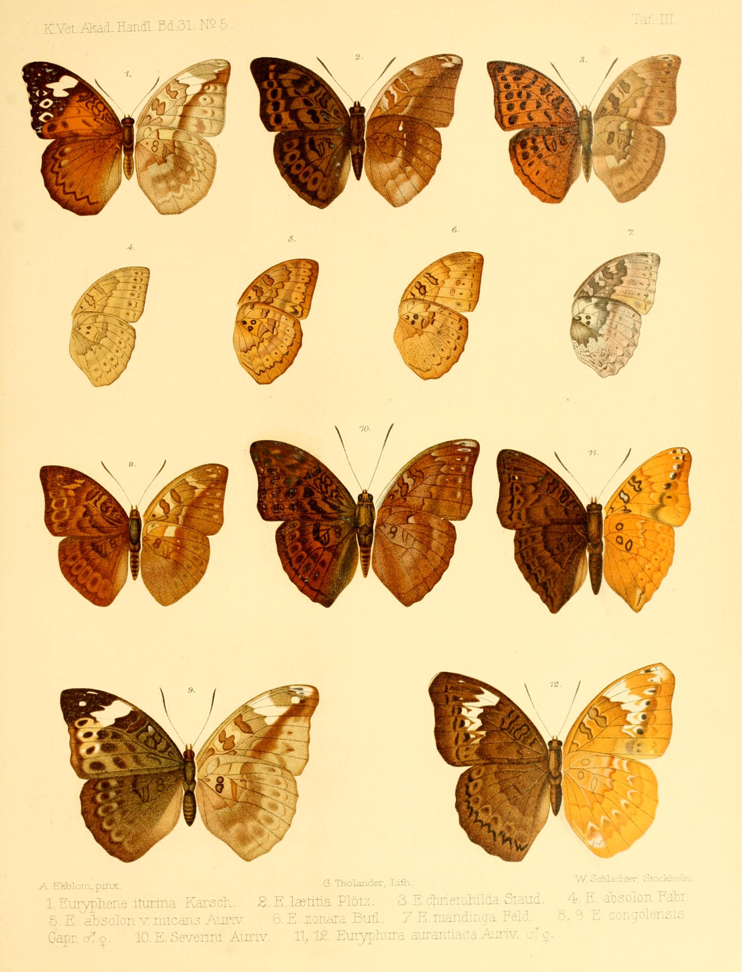 Rhopalocera æthiopica BHL9325059