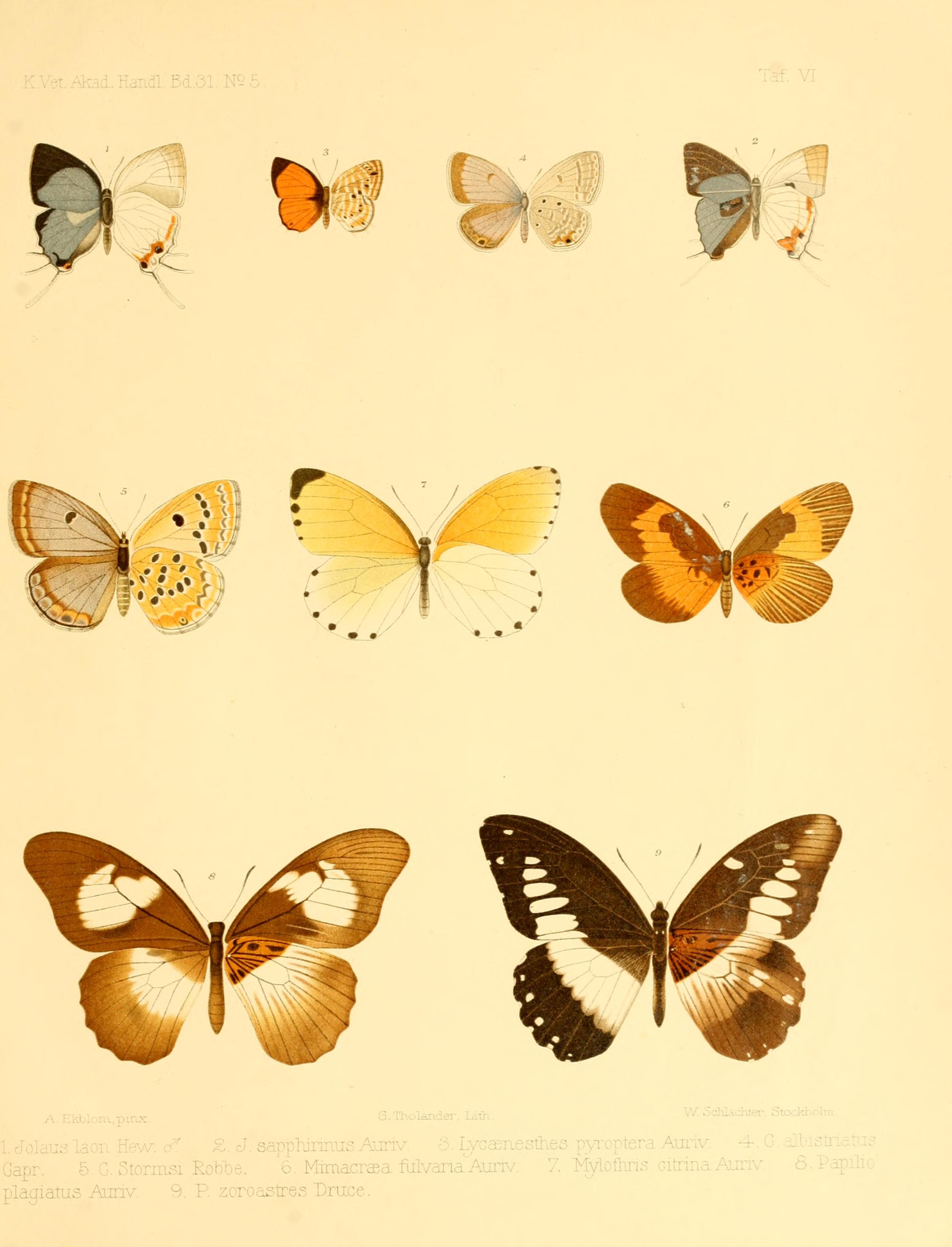 Rhopalocera æthiopica BHL9325071