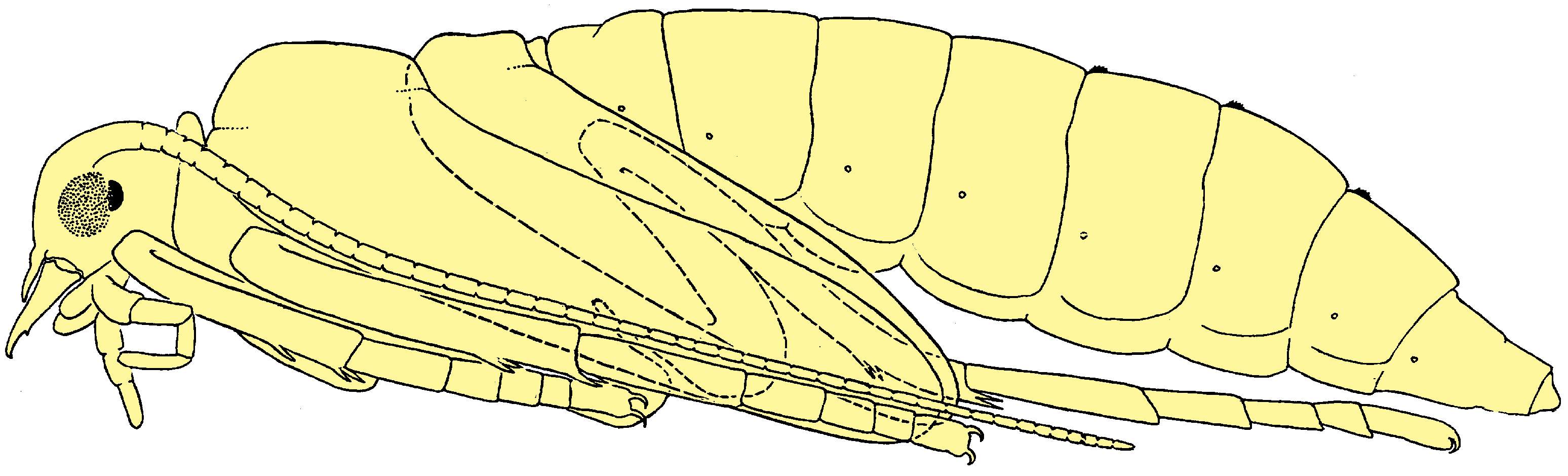 Rhyacophila-pupa