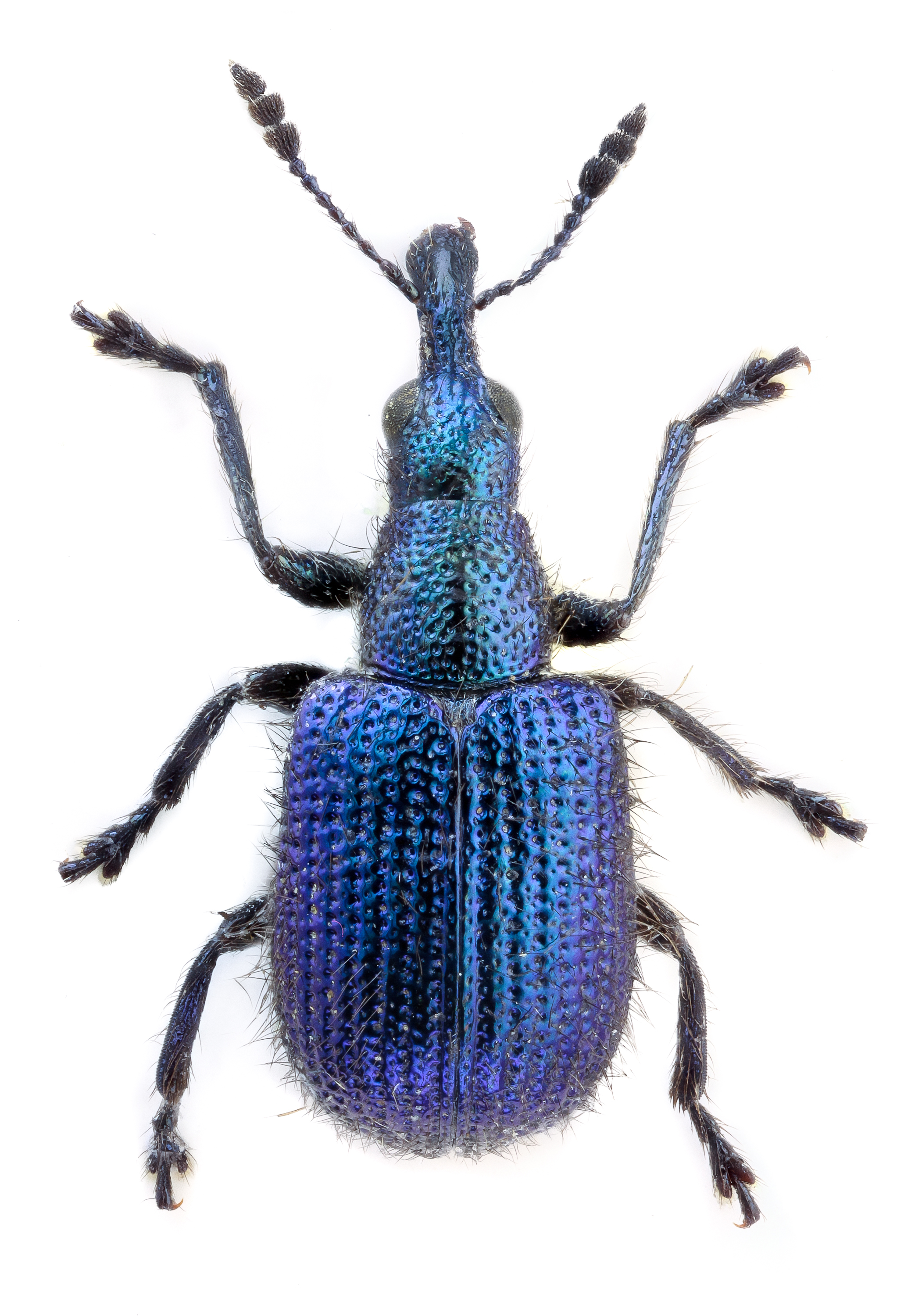 Rhynchites caeruleus = Involvulus caeruleus