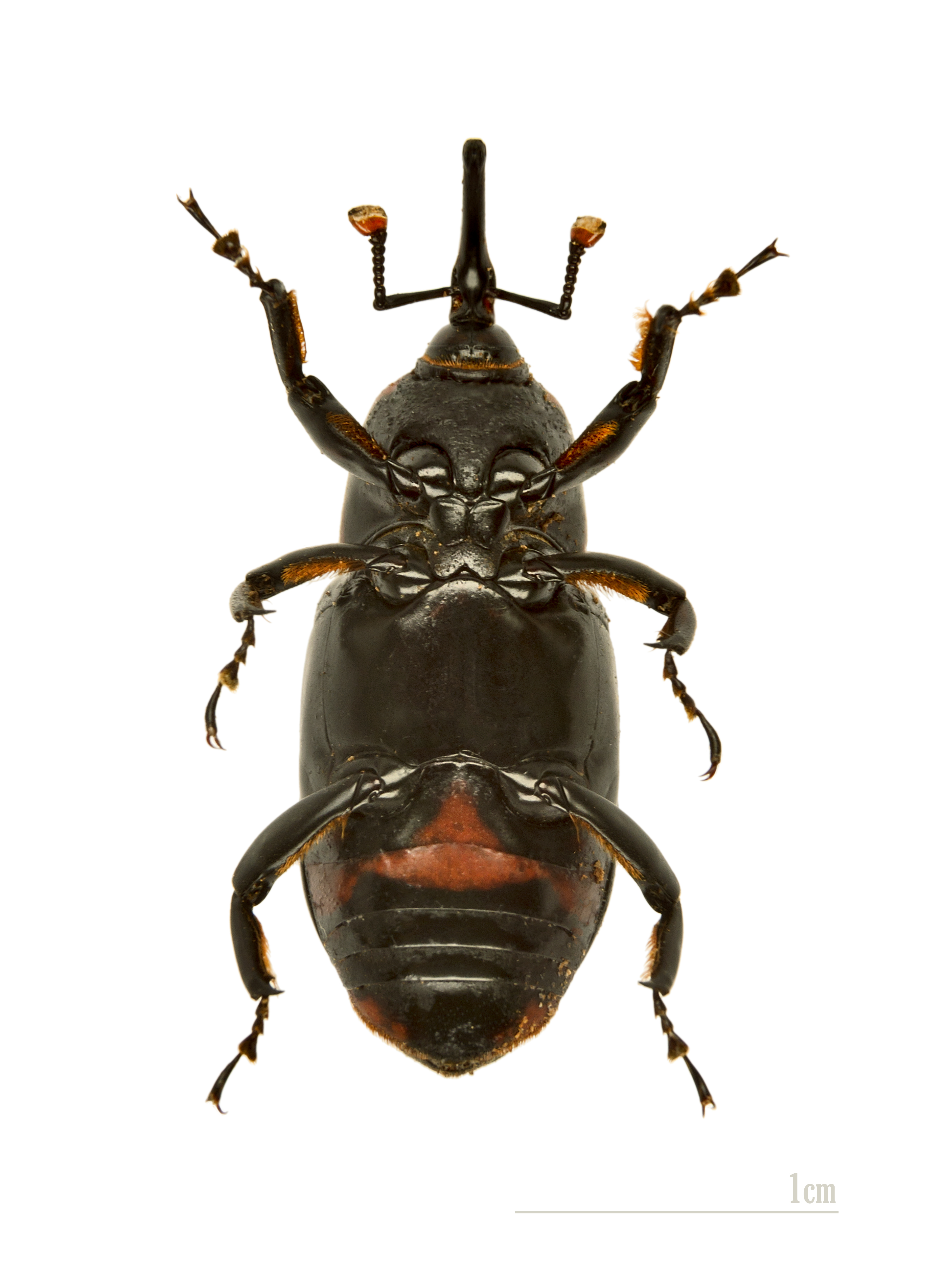 Rhynchophorus ferrugineus MHNT ventre