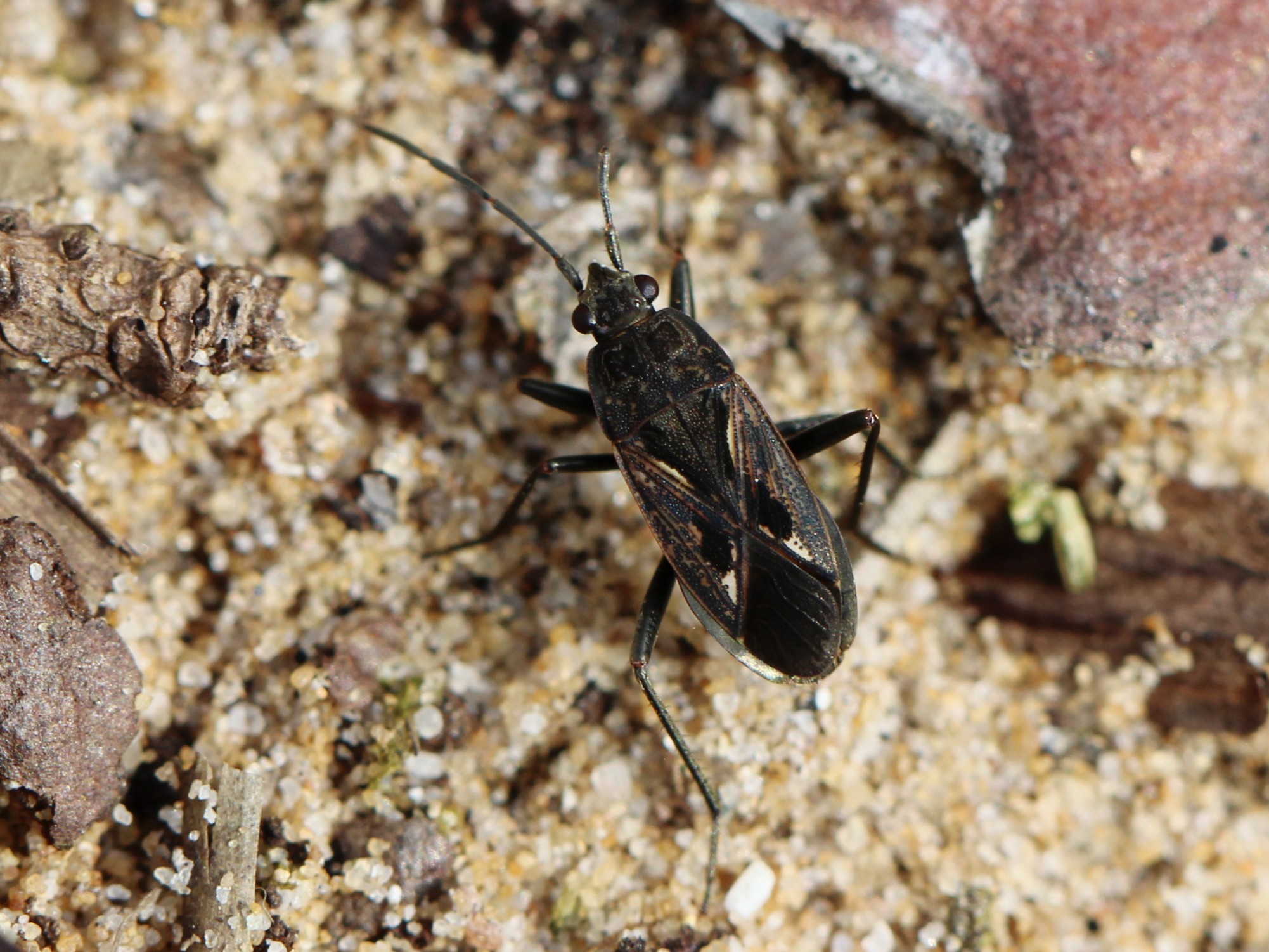 Rhyparochromus pini 02